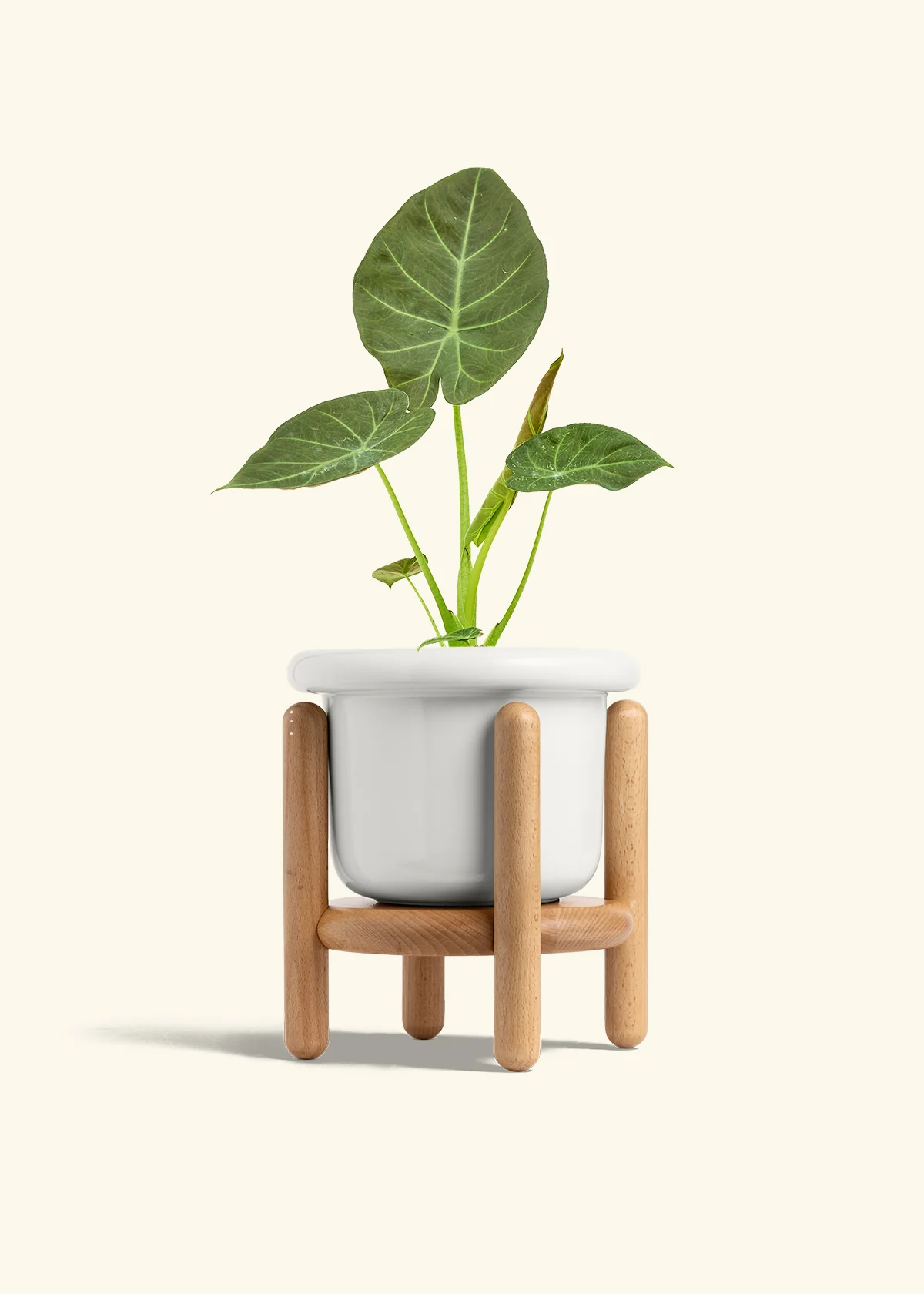 Alocasia 'Regal Shields', Medium - Image 7