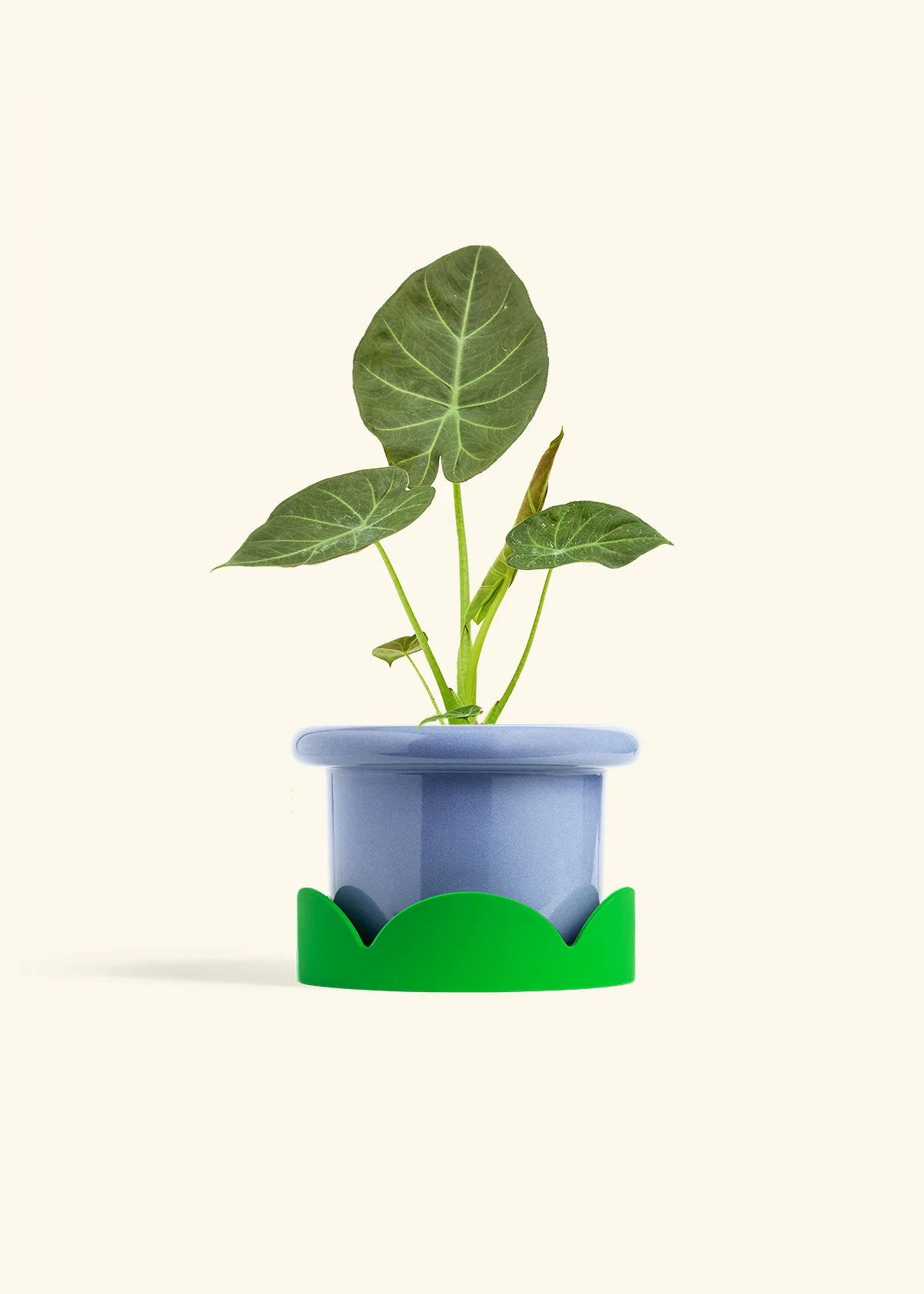 Alocasia 'Regal Shields', Medium - Image 9