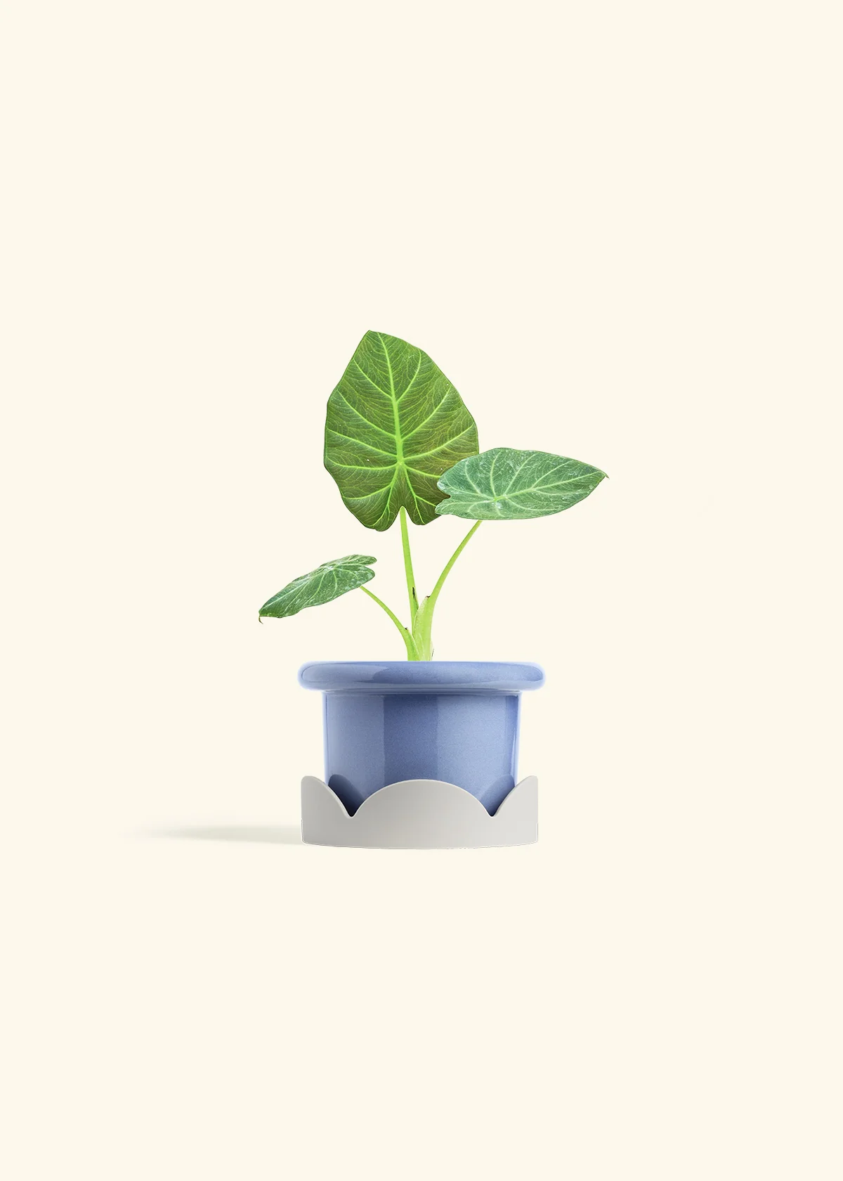 Alocasia 'Regal Shields', Small - Image 10