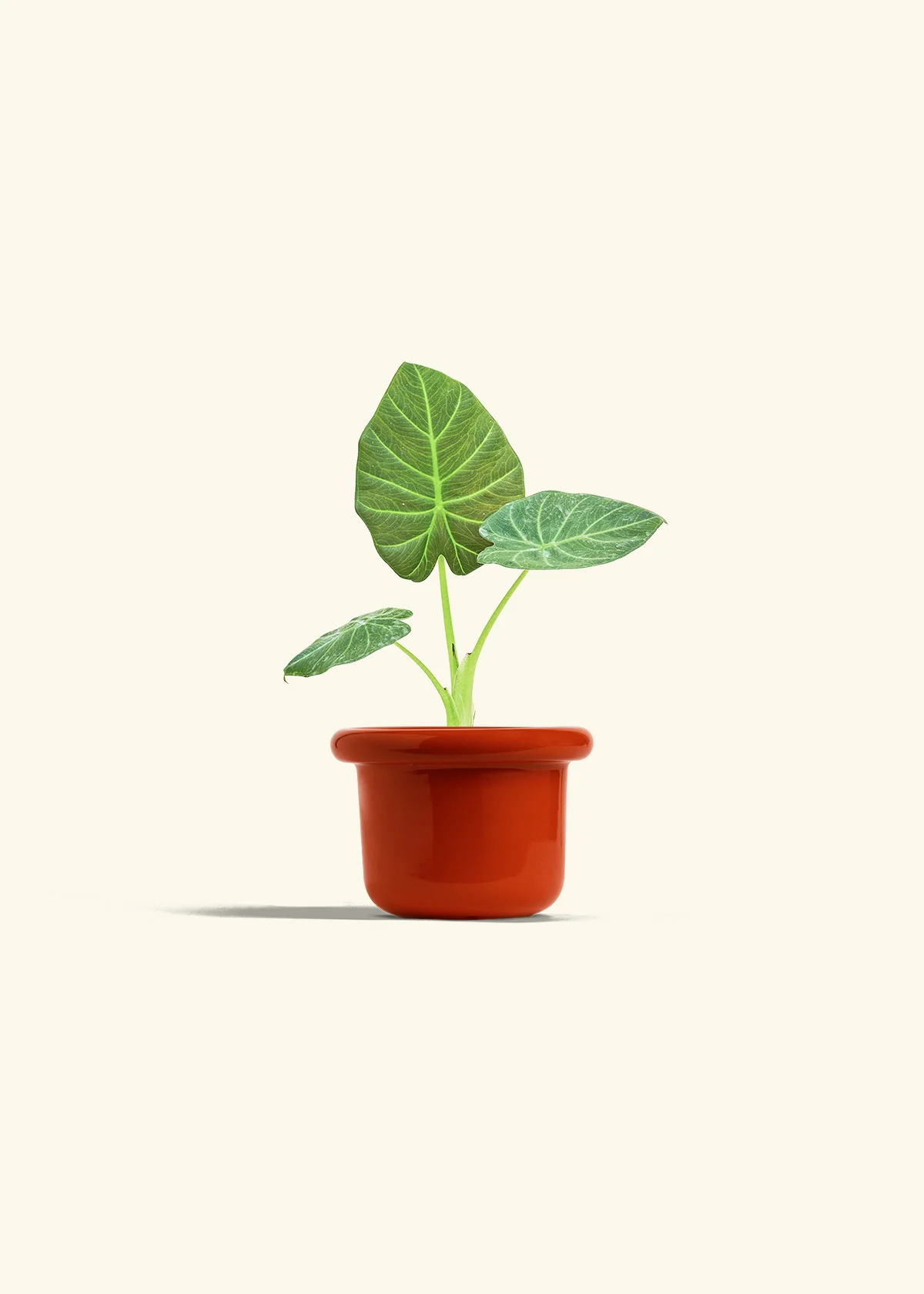 Alocasia 'Regal Shields', Small - Image 12