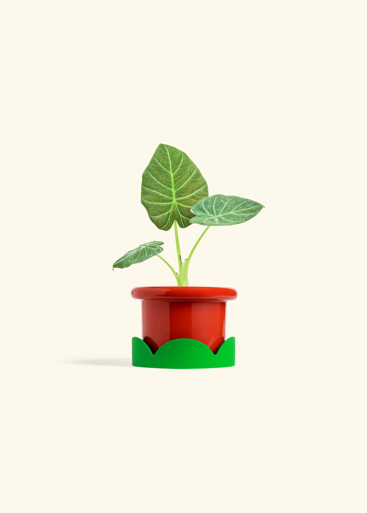 Alocasia 'Regal Shields', Small - Image 13