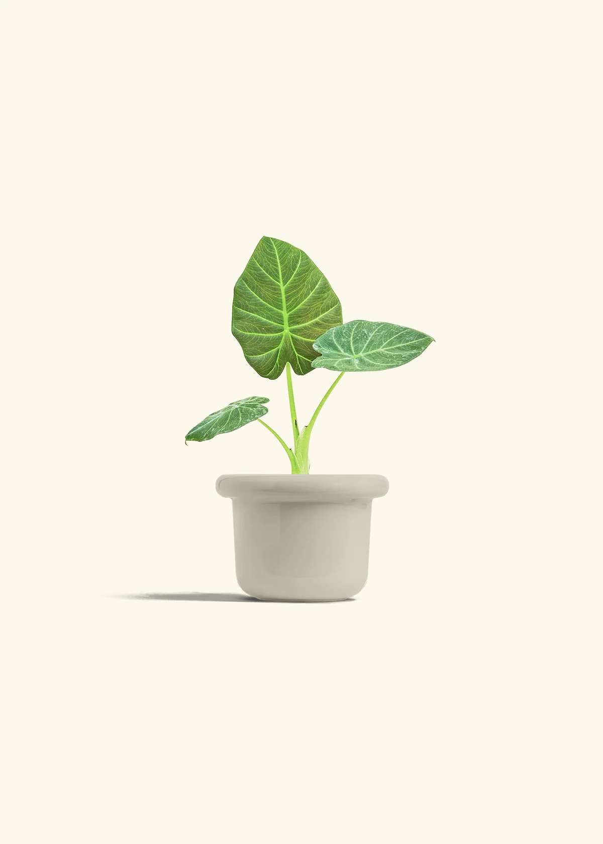 Alocasia 'Regal Shields', Small - Image 16