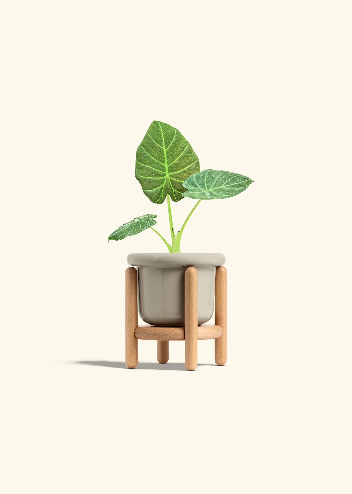 Alocasia 'Regal Shields', Small - Image 19