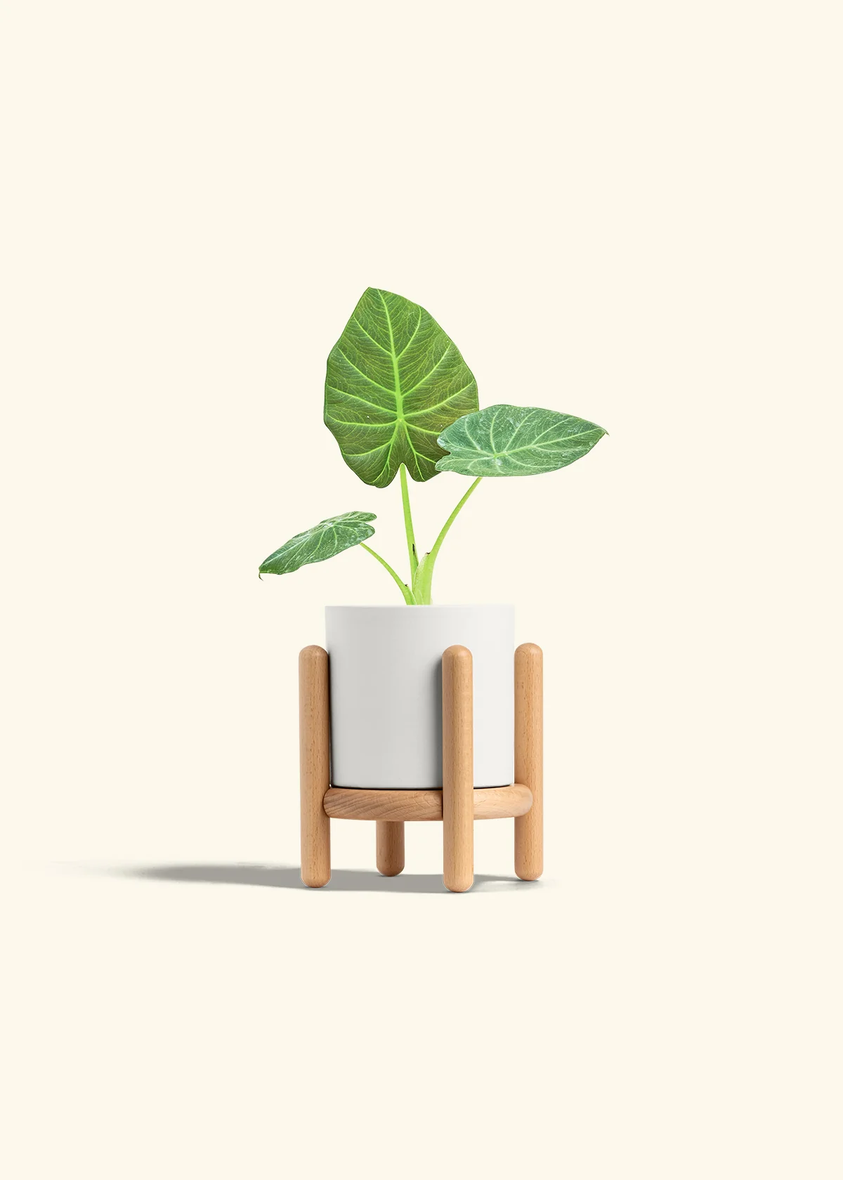 Alocasia 'Regal Shields', Small - Image 23