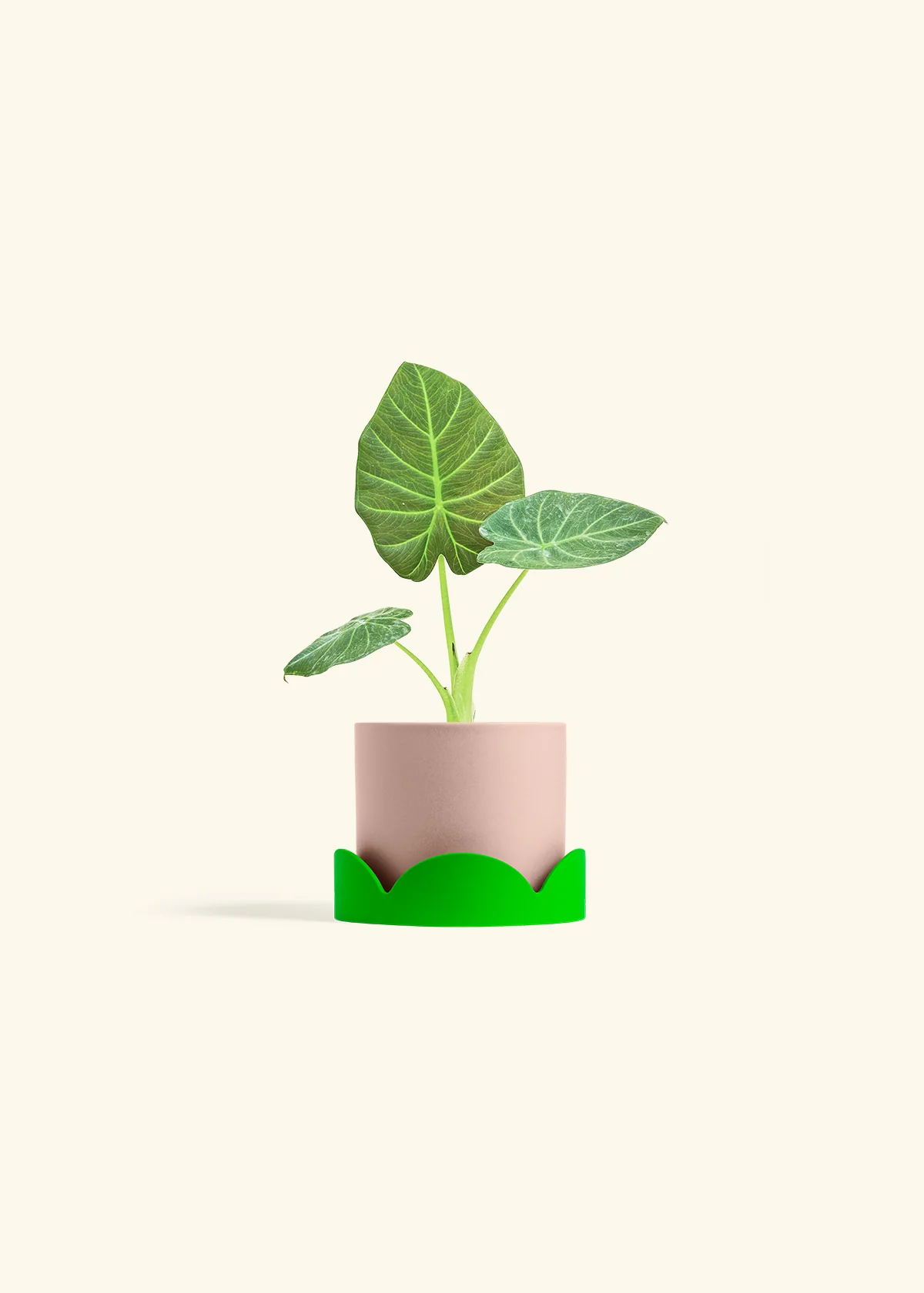 Alocasia 'Regal Shields', Small - Image 25