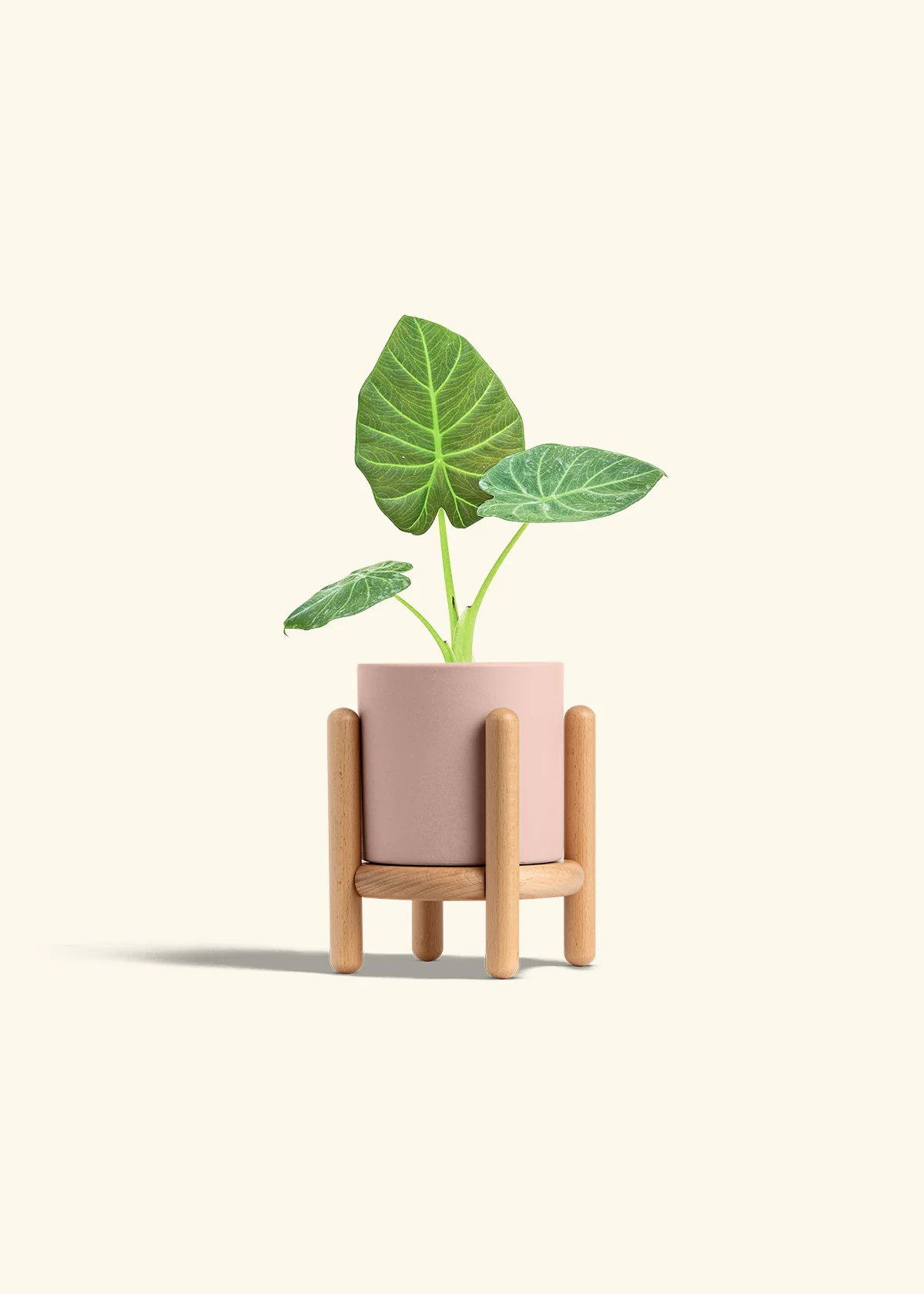 Alocasia 'Regal Shields', Small - Image 27