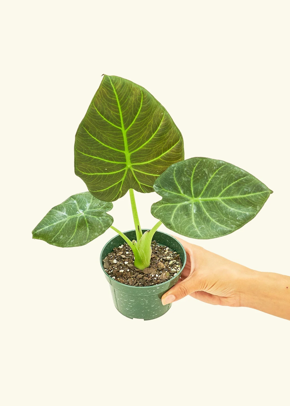 Alocasia 'Regal Shields', Small - Image 3