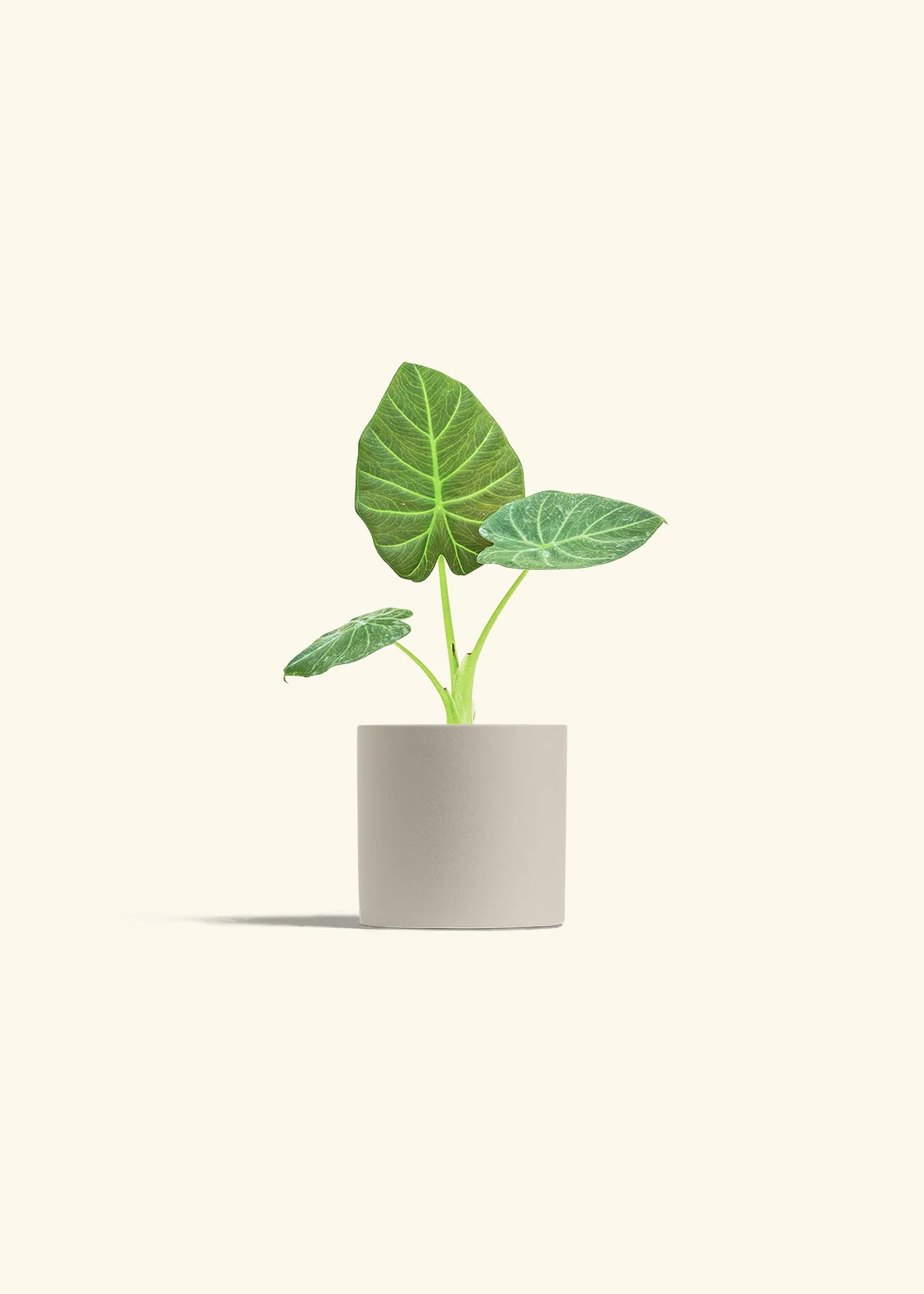 Alocasia 'Regal Shields', Small - Image 32