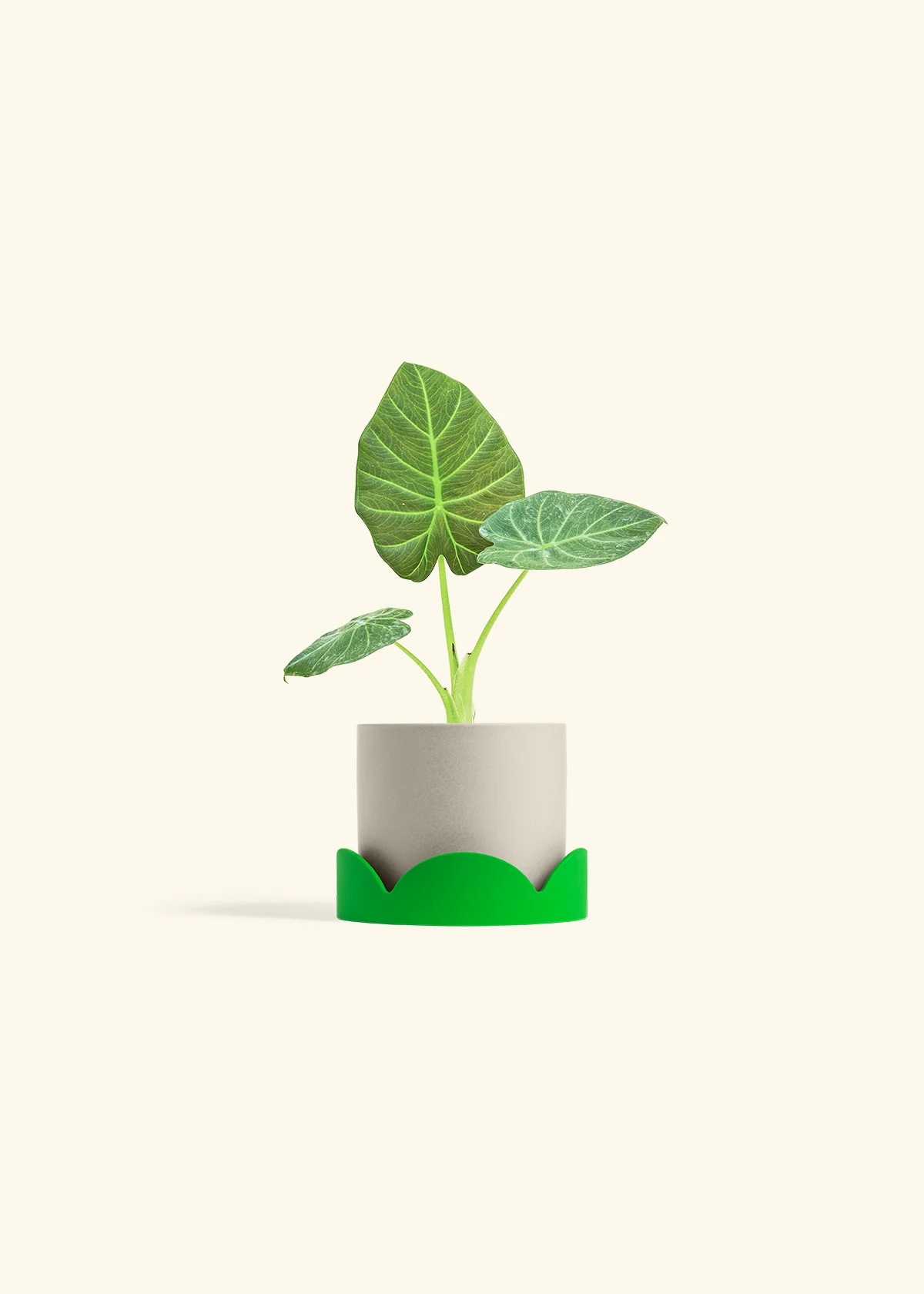 Alocasia 'Regal Shields', Small - Image 33