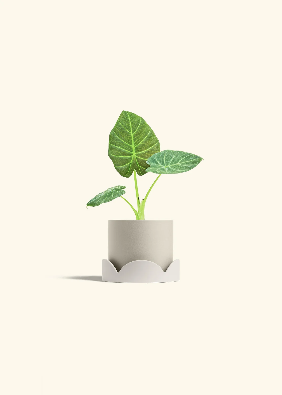 Alocasia 'Regal Shields', Small - Image 34