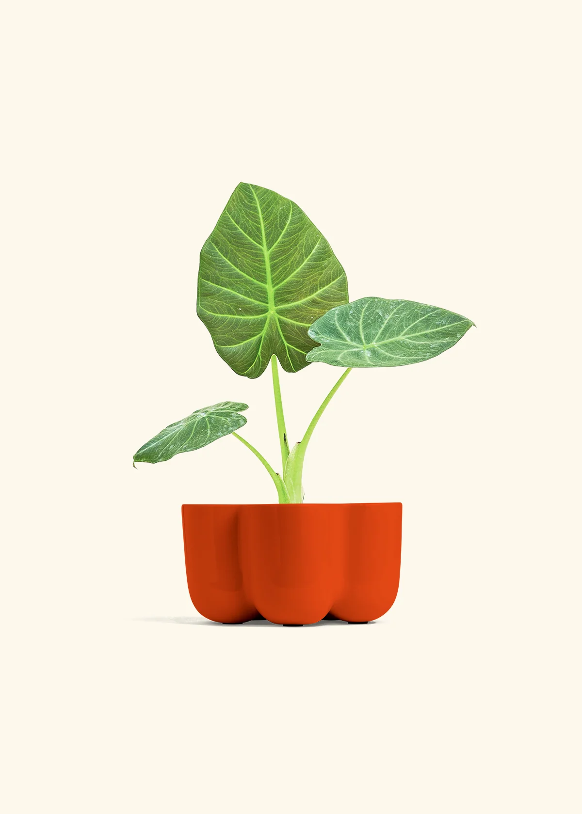 Alocasia 'Regal Shields', Small - Image 36