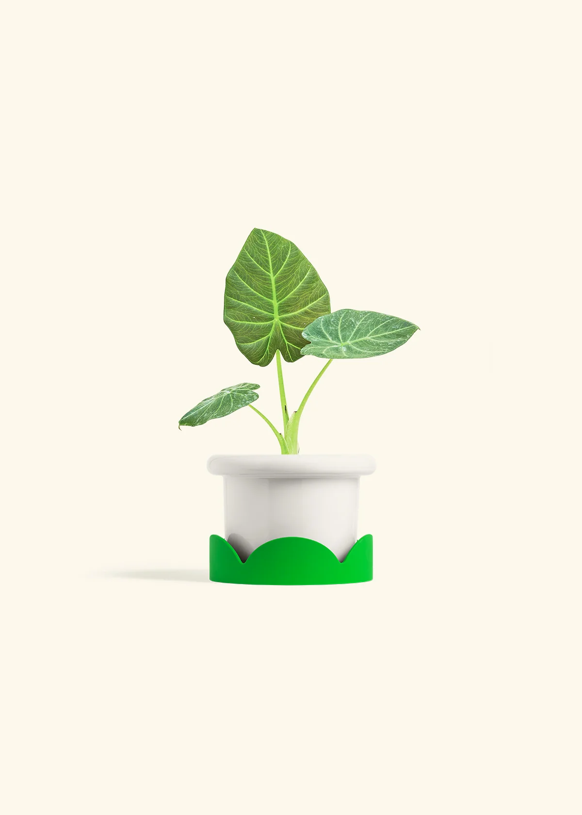 Alocasia 'Regal Shields', Small - Image 5