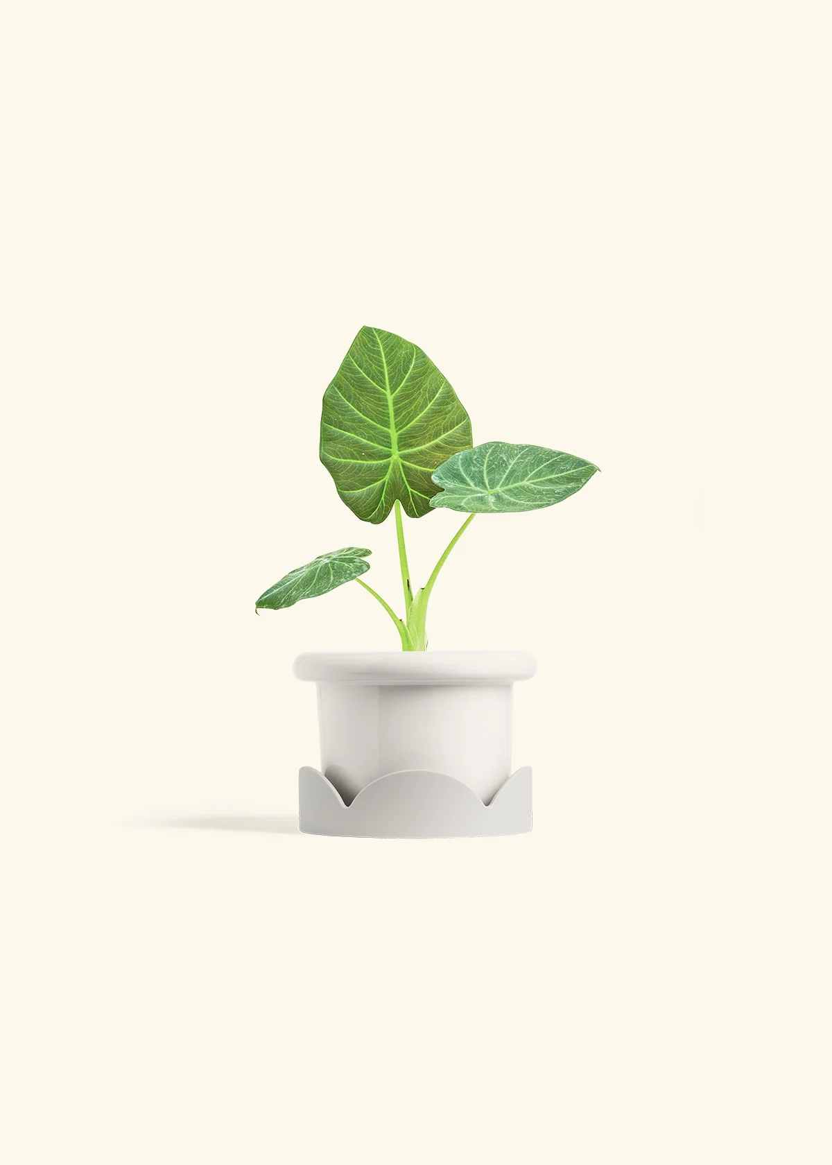 Alocasia 'Regal Shields', Small - Image 6