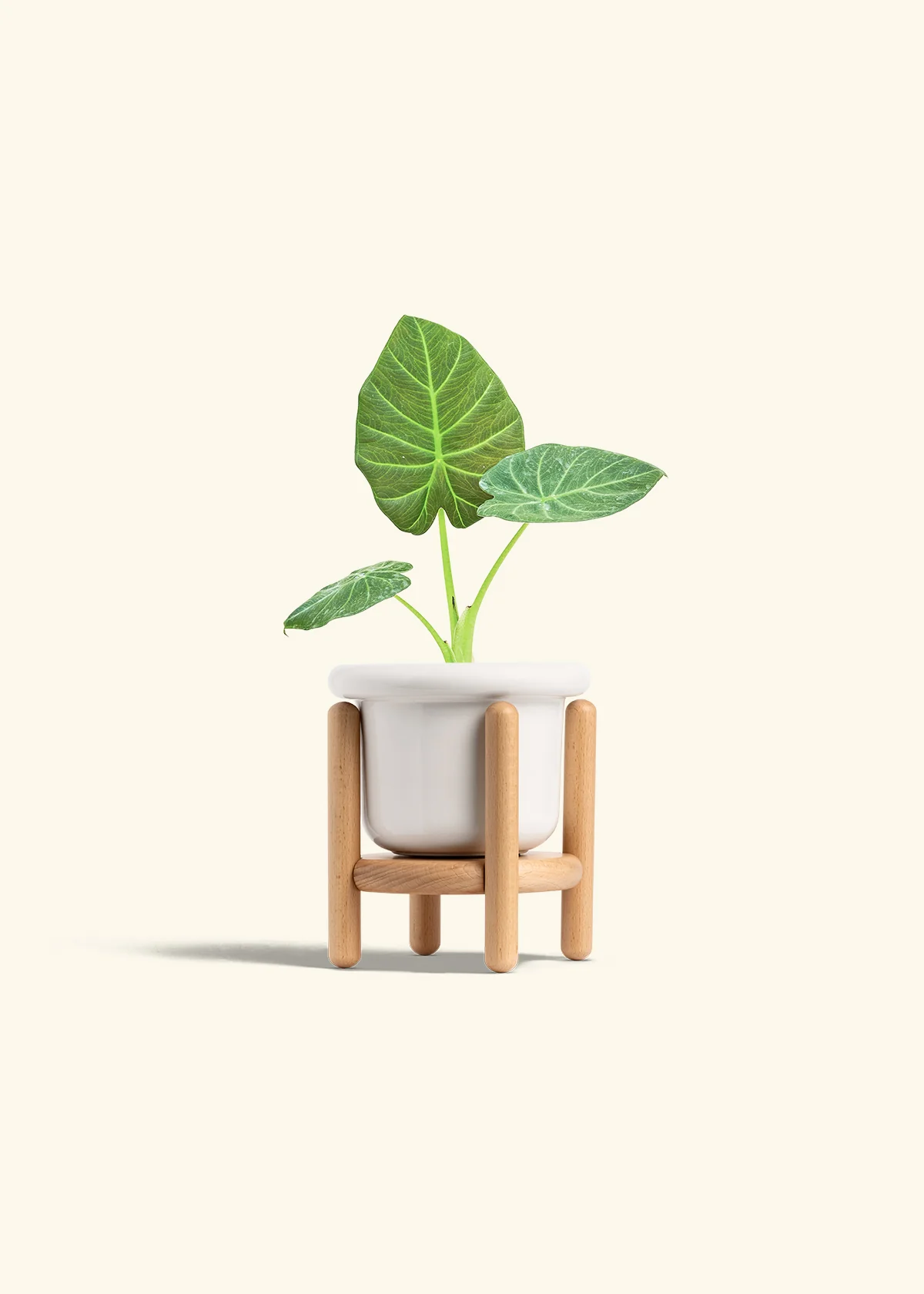 Alocasia 'Regal Shields', Small - Image 7