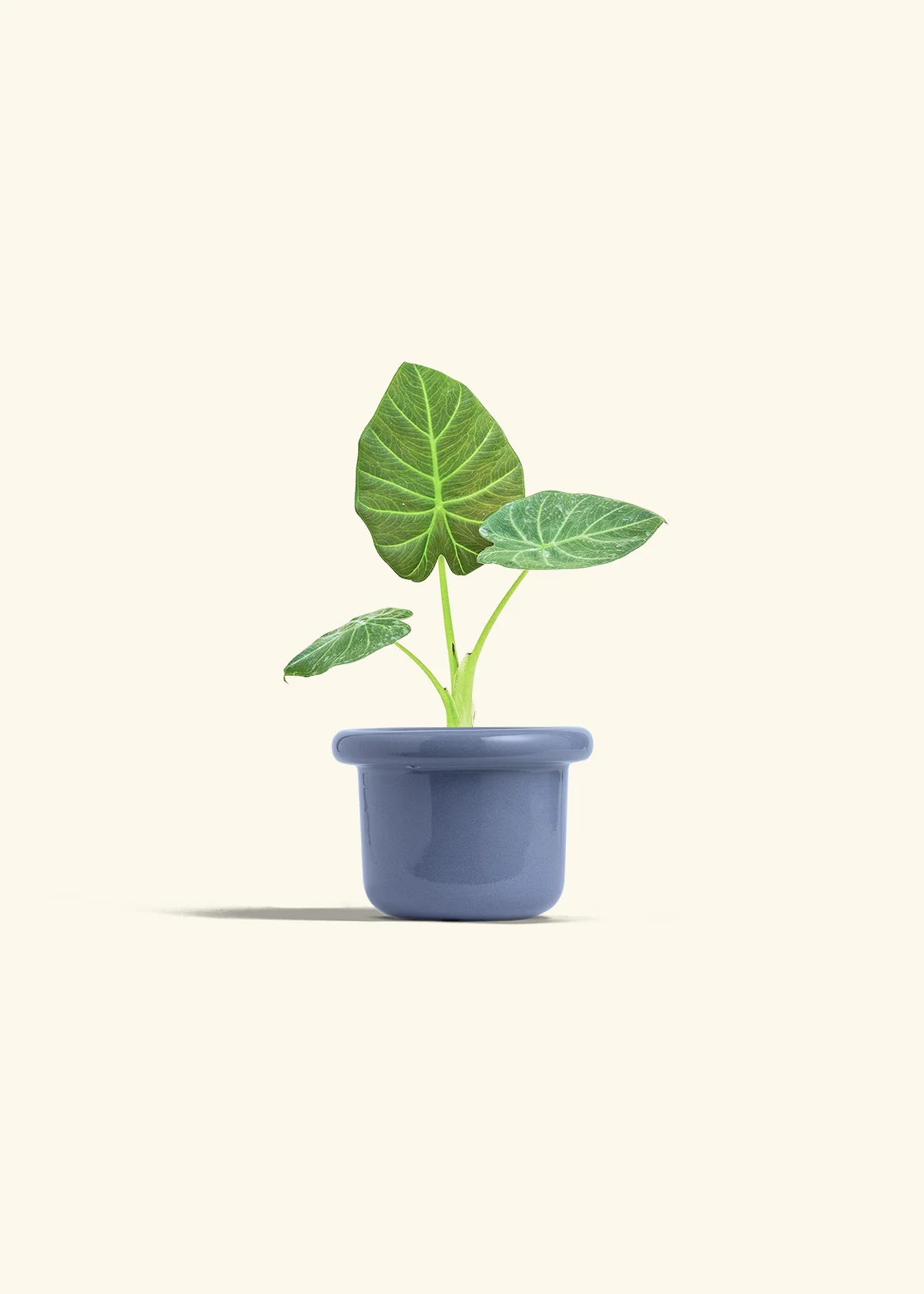 Alocasia 'Regal Shields', Small - Image 8