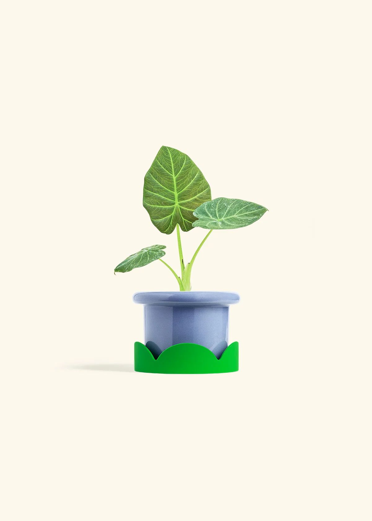 Alocasia 'Regal Shields', Small - Image 9