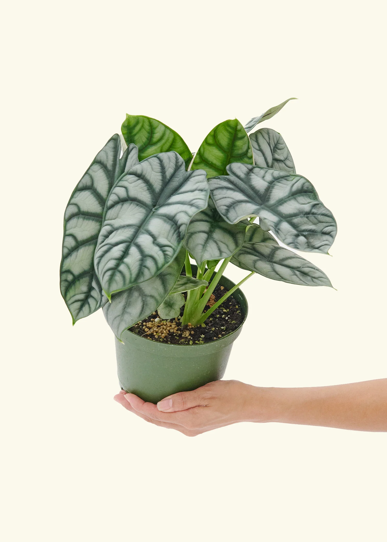 Alocasia 'Silver Dragon', Medium - Image 3
