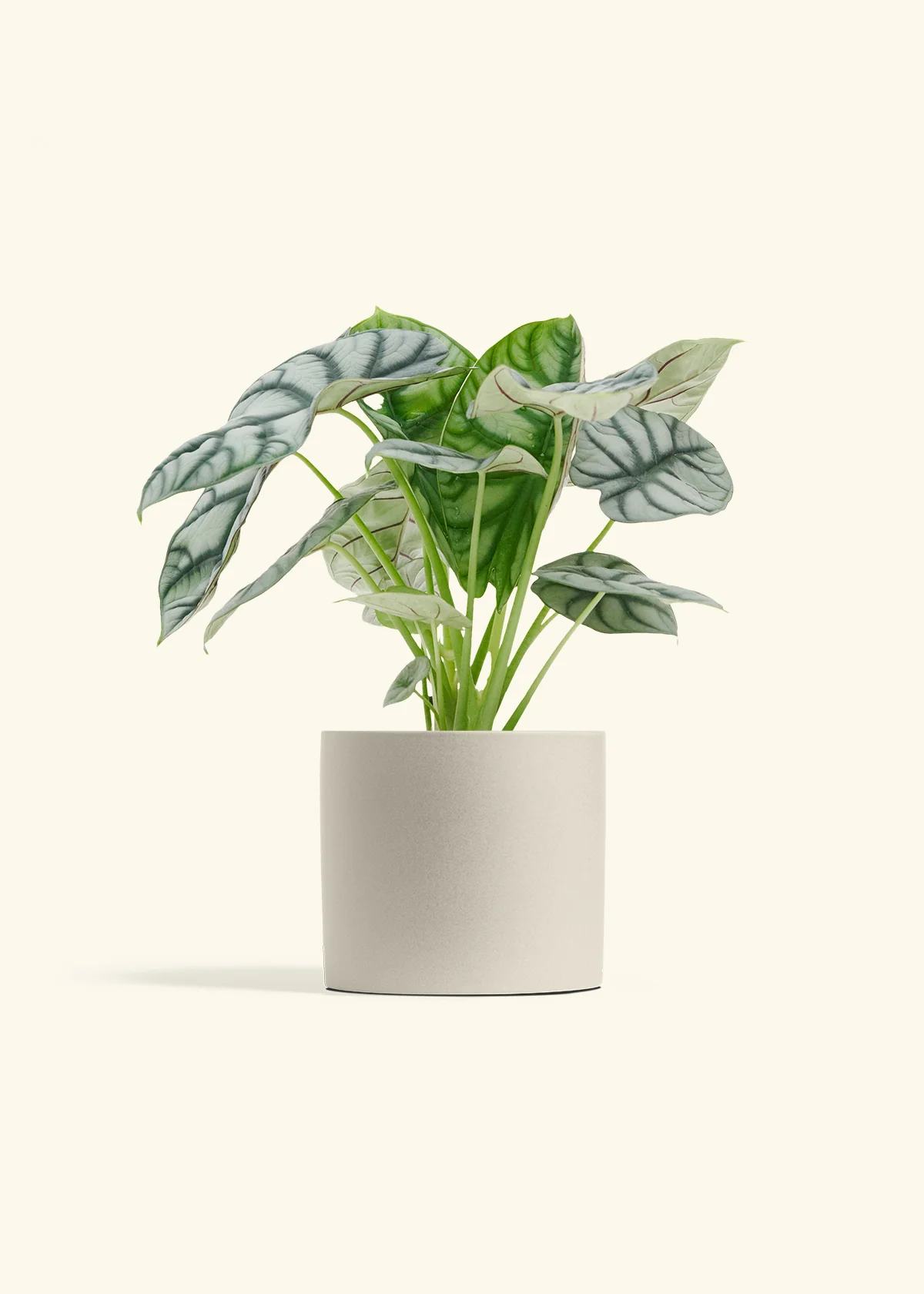 Alocasia 'Silver Dragon', Medium - Image 7