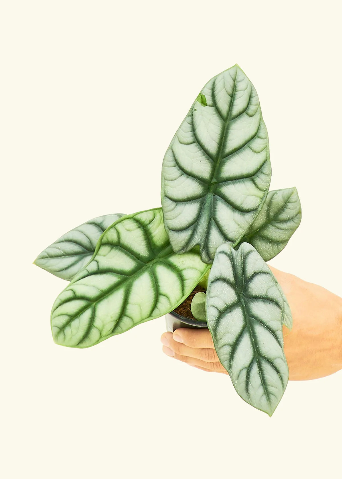 Alocasia 'Silver Dragon', Small - Image 3