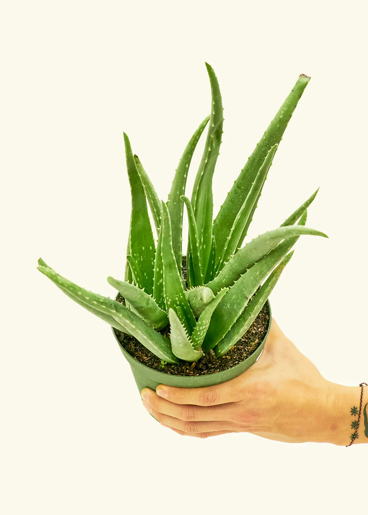Aloe Vera, Medium - Image 3