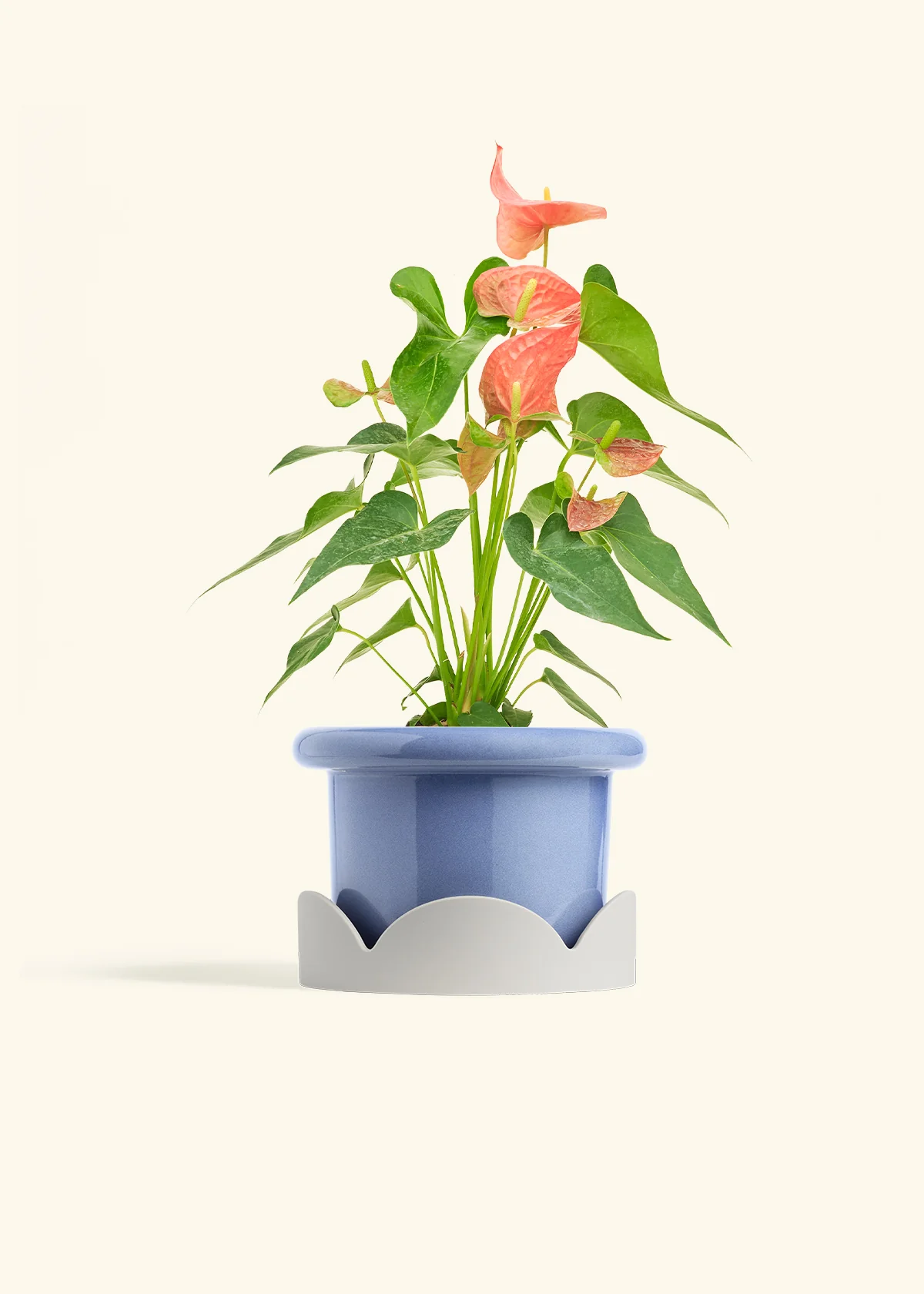 Anthurium 'Pink Flamingo', Medium - Image 10