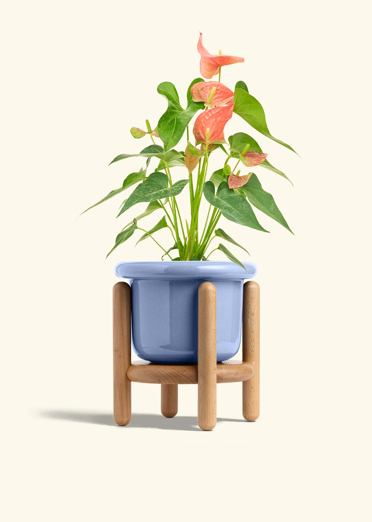 Anthurium 'Pink Flamingo', Medium - Image 11