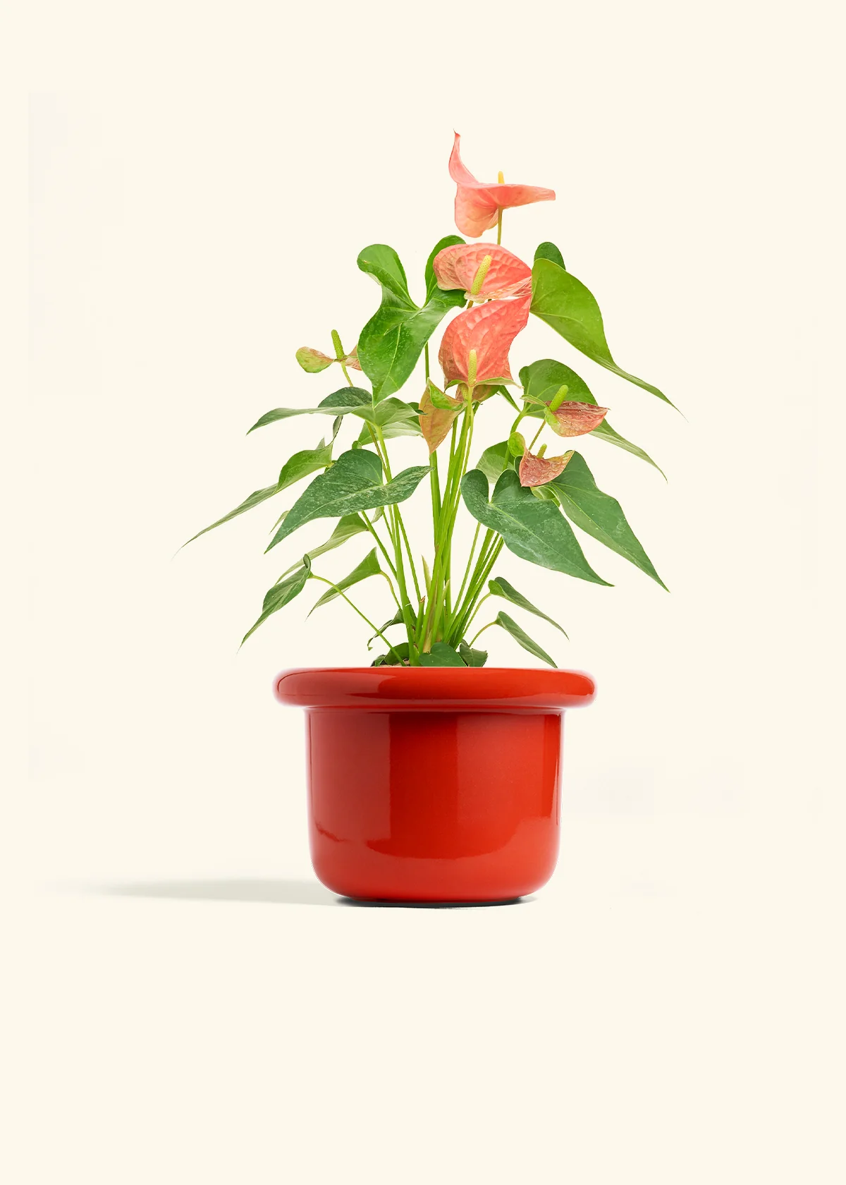 Anthurium 'Pink Flamingo', Medium - Image 12