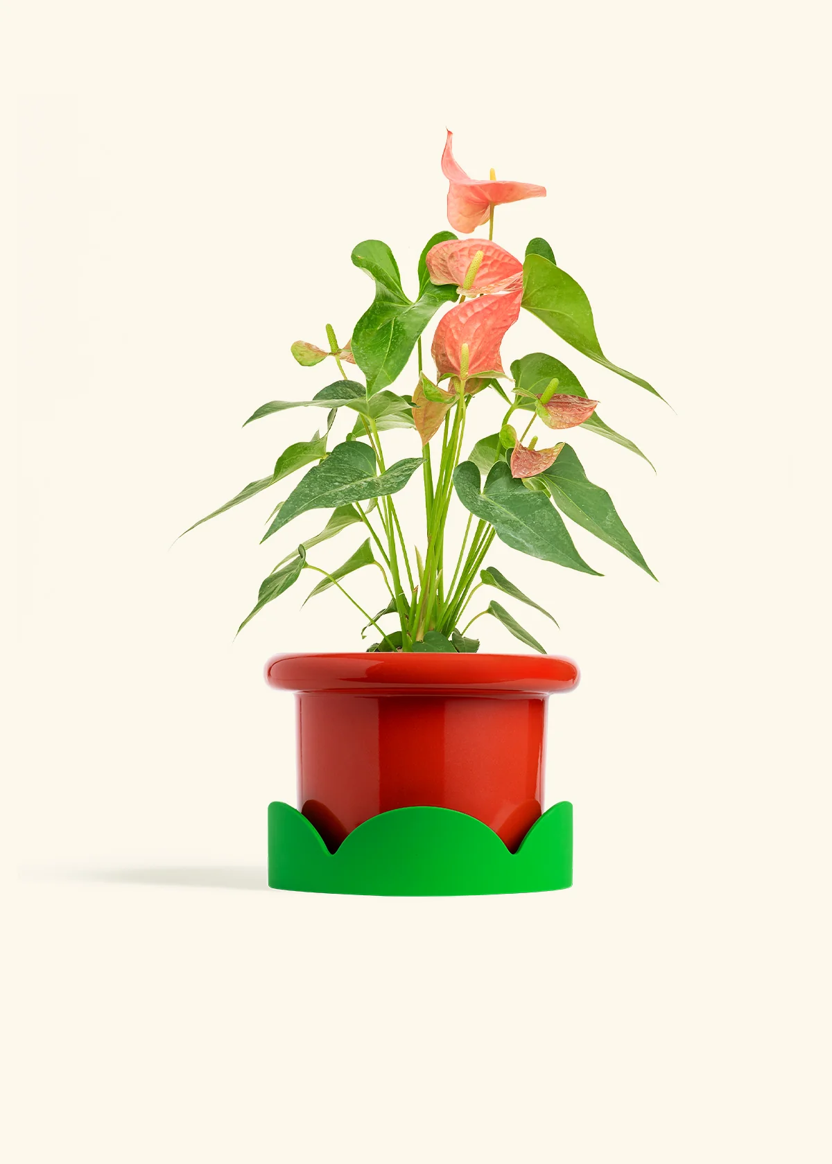 Anthurium 'Pink Flamingo', Medium - Image 13