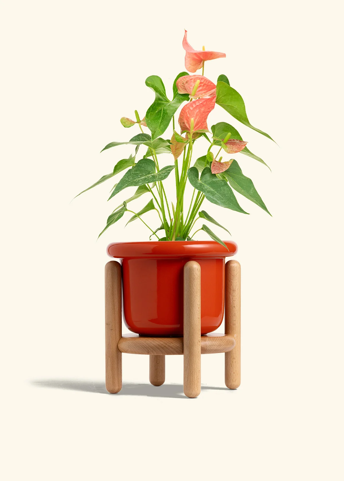 Anthurium 'Pink Flamingo', Medium - Image 15