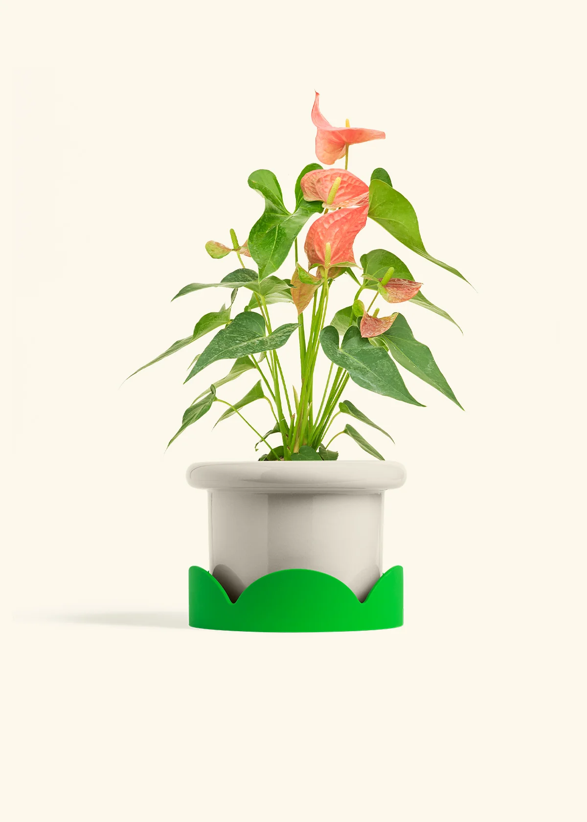 Anthurium 'Pink Flamingo', Medium - Image 17