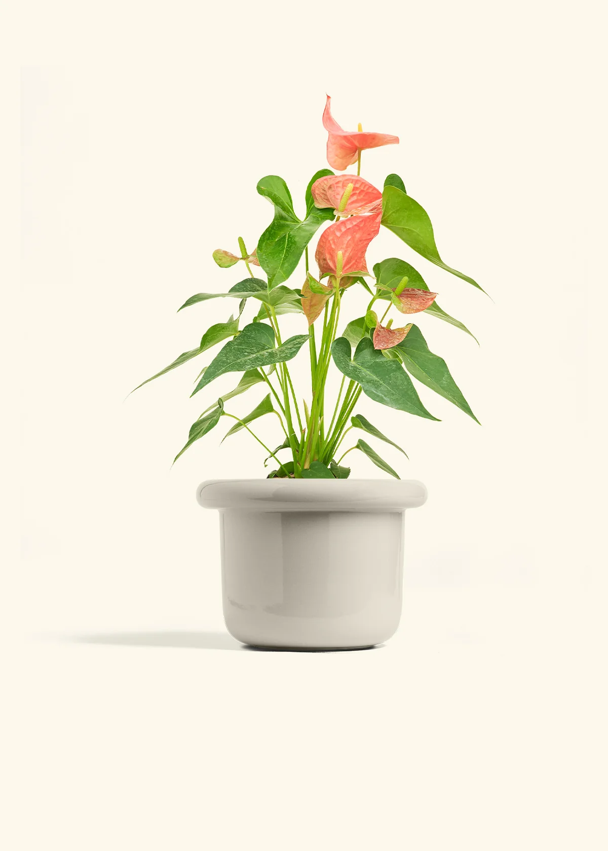 Anthurium 'Pink Flamingo', Medium - Image 18
