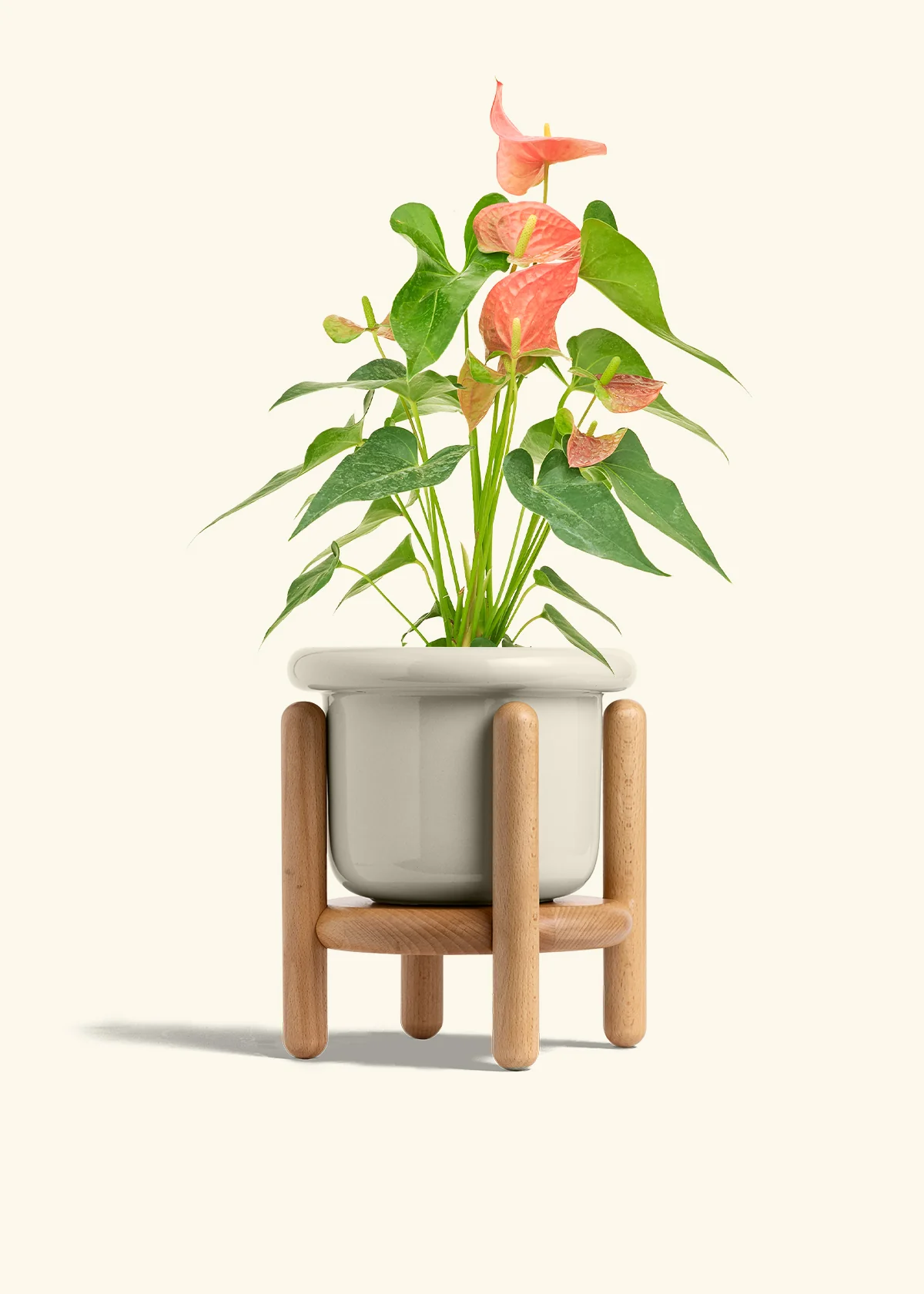 Anthurium 'Pink Flamingo', Medium - Image 19