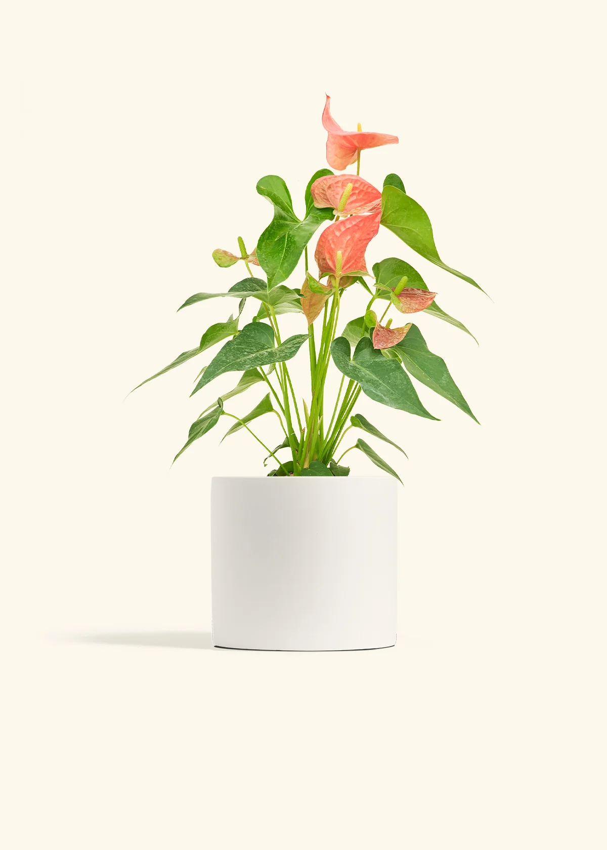 Anthurium 'Pink Flamingo', Medium - Image 20