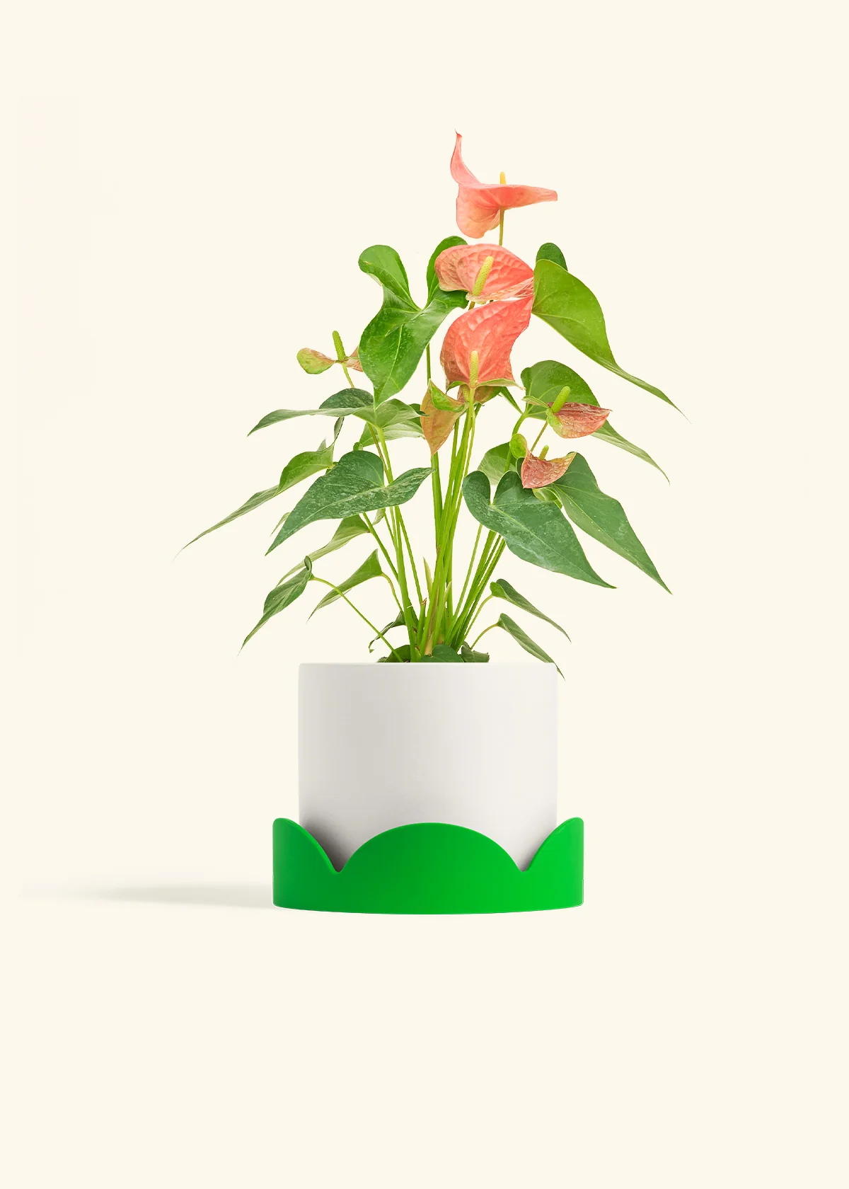 Anthurium 'Pink Flamingo', Medium - Image 21