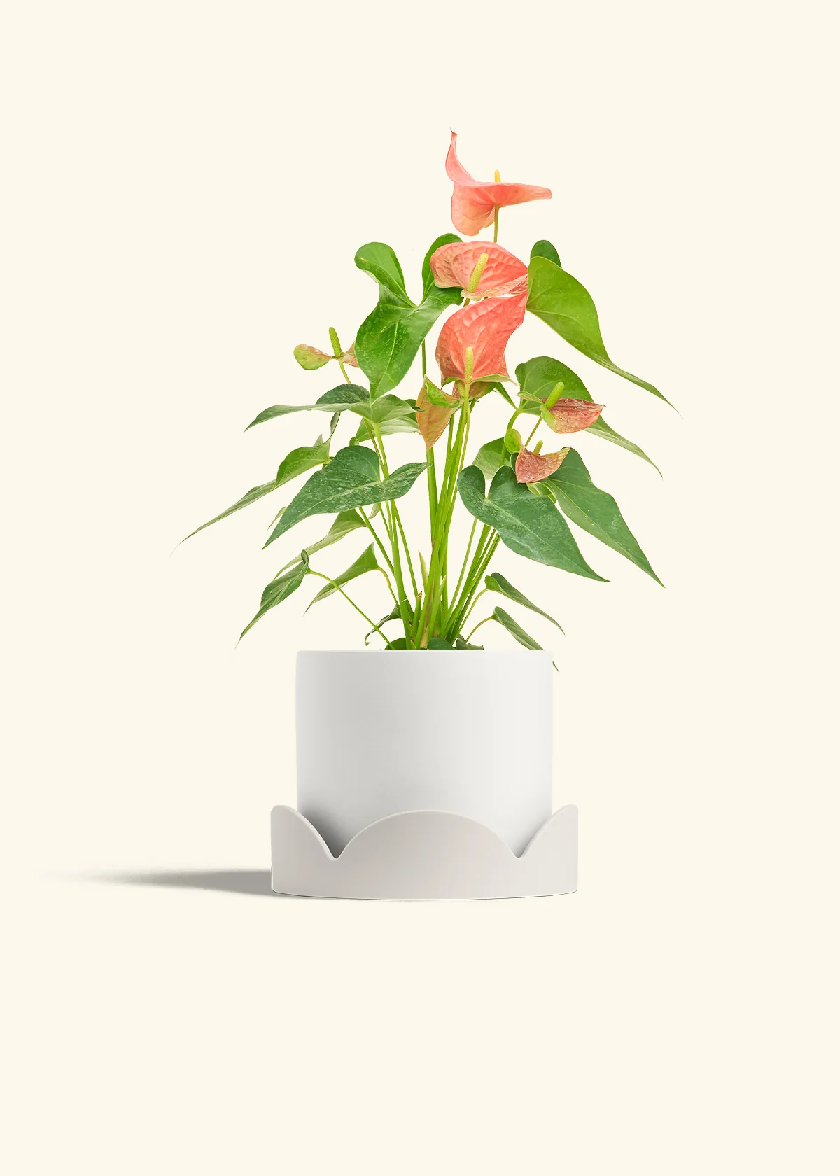 Anthurium 'Pink Flamingo', Medium - Image 22