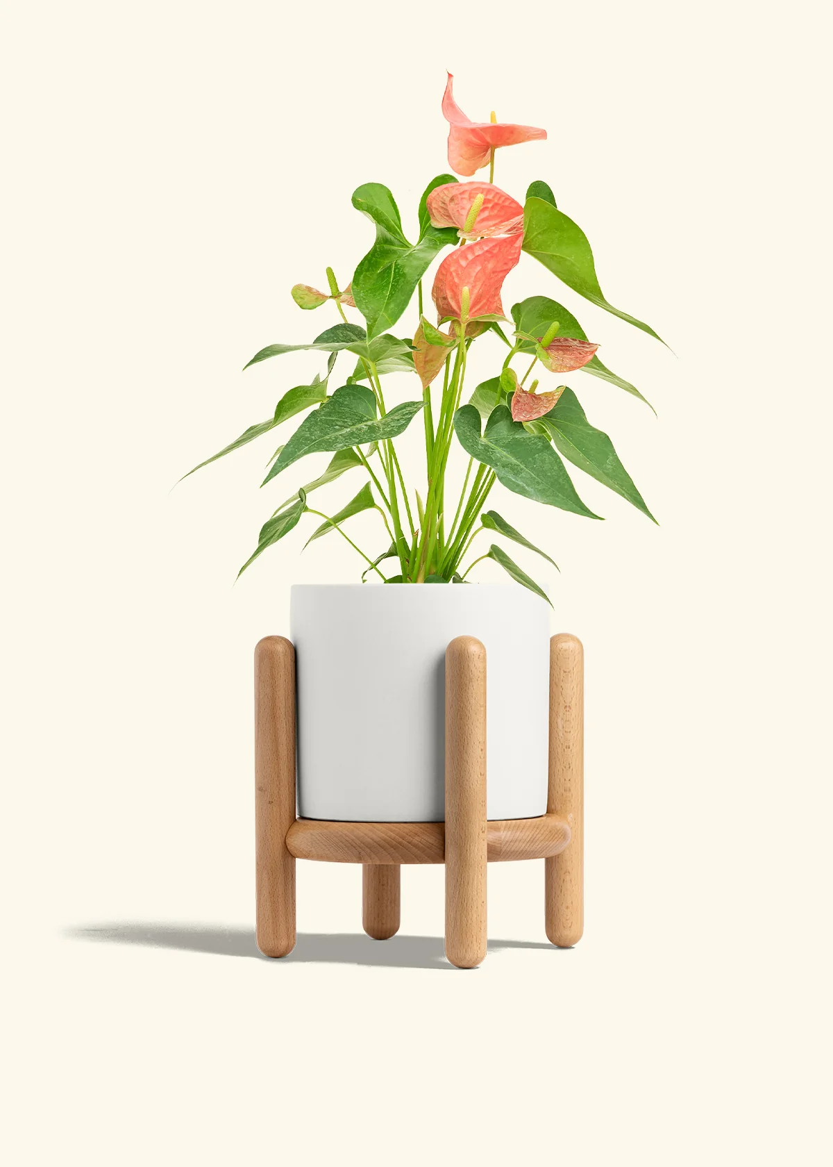 Anthurium 'Pink Flamingo', Medium - Image 23