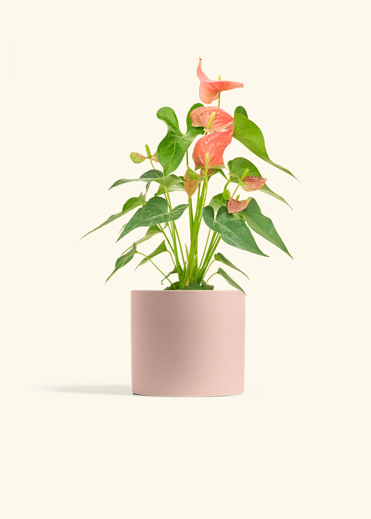 Anthurium 'Pink Flamingo', Medium - Image 24