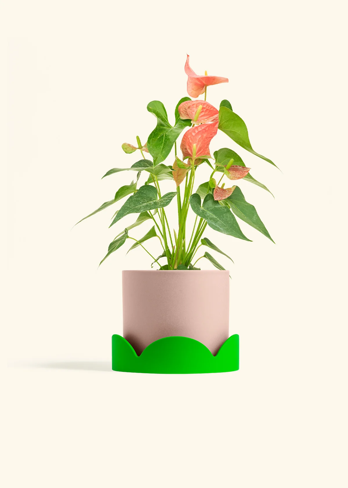 Anthurium 'Pink Flamingo', Medium - Image 25