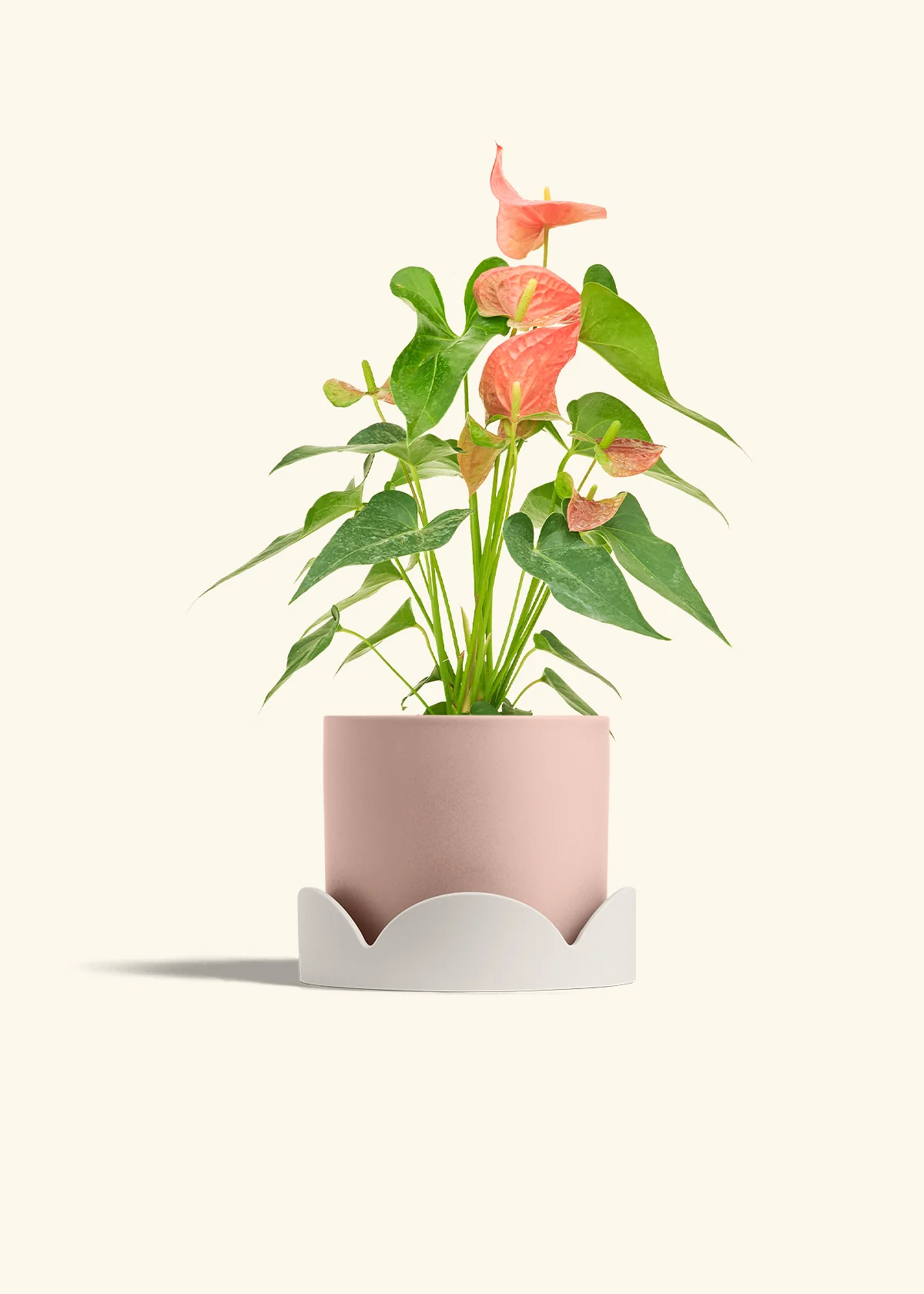 Anthurium 'Pink Flamingo', Medium - Image 26