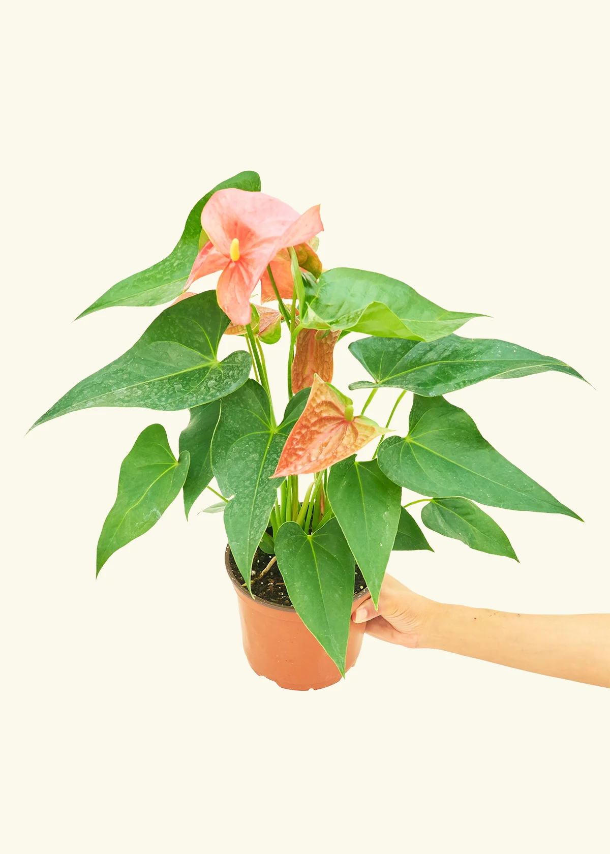 Anthurium 'Pink Flamingo', Medium - Image 3