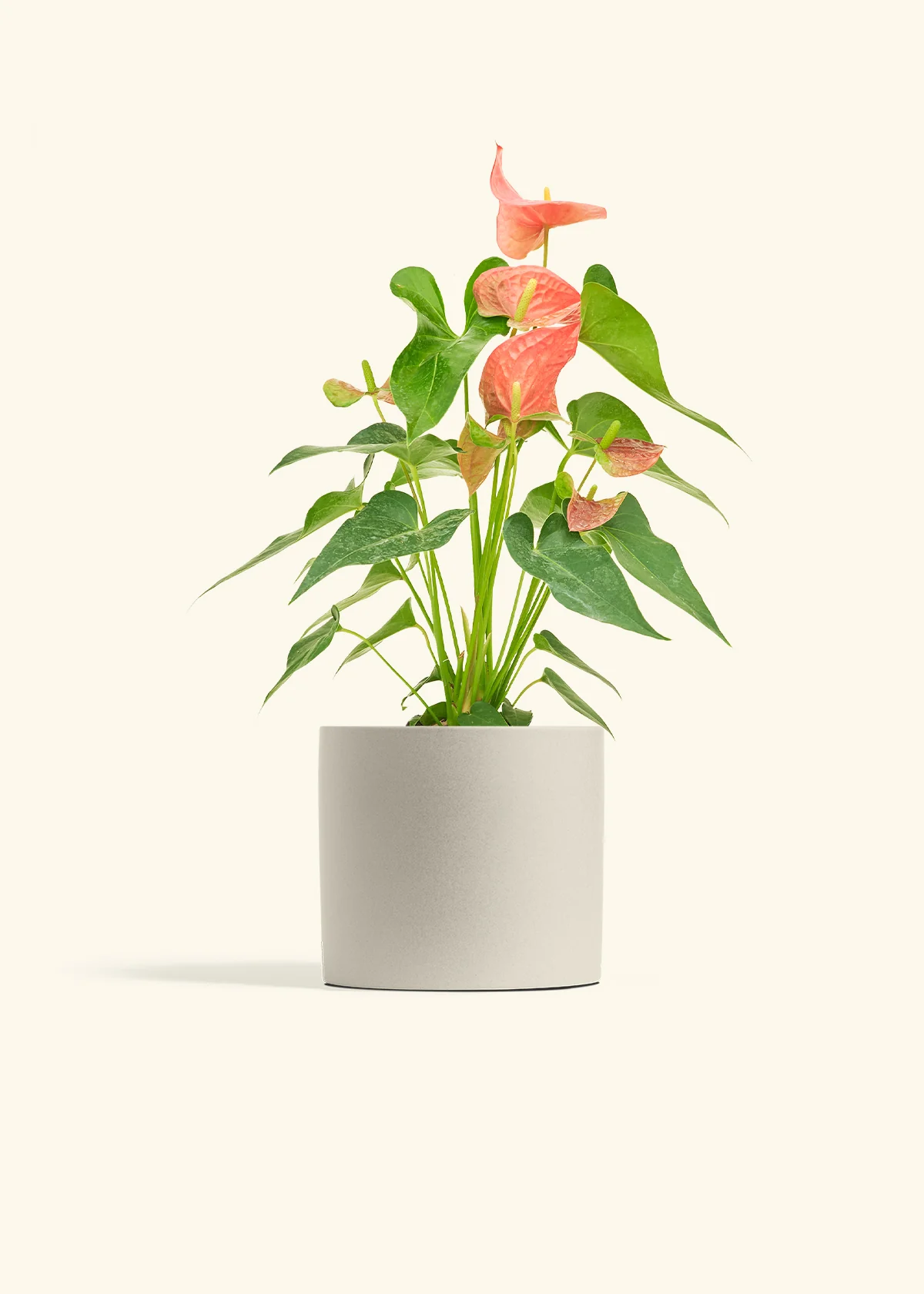 Anthurium 'Pink Flamingo', Medium - Image 32