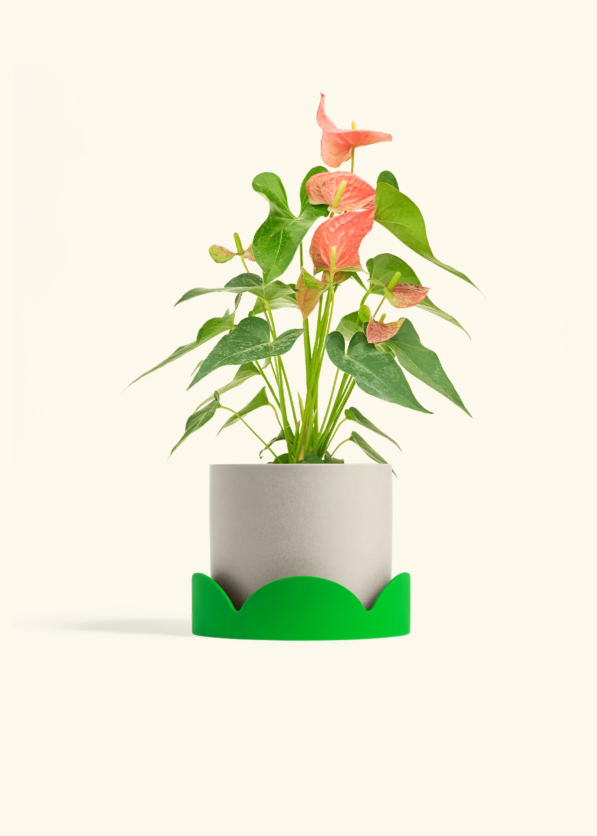 Anthurium 'Pink Flamingo', Medium - Image 33