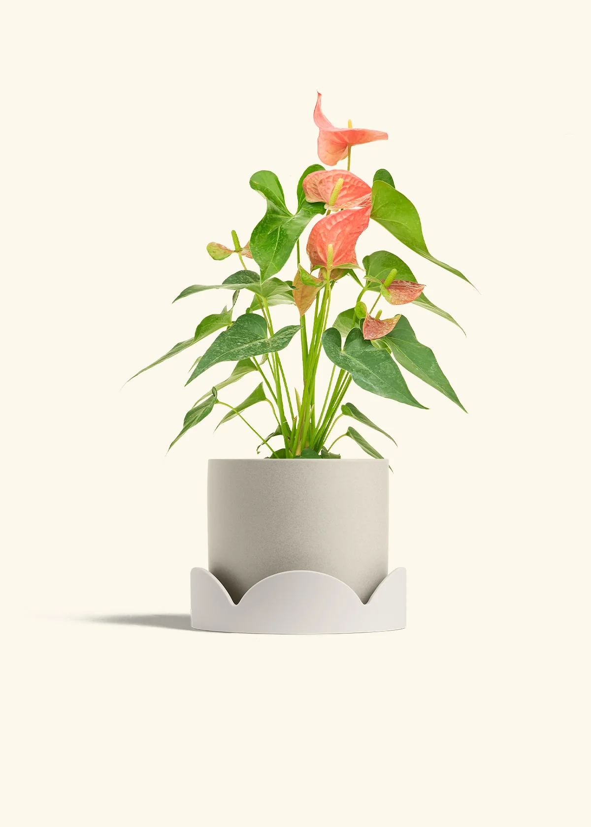 Anthurium 'Pink Flamingo', Medium - Image 34