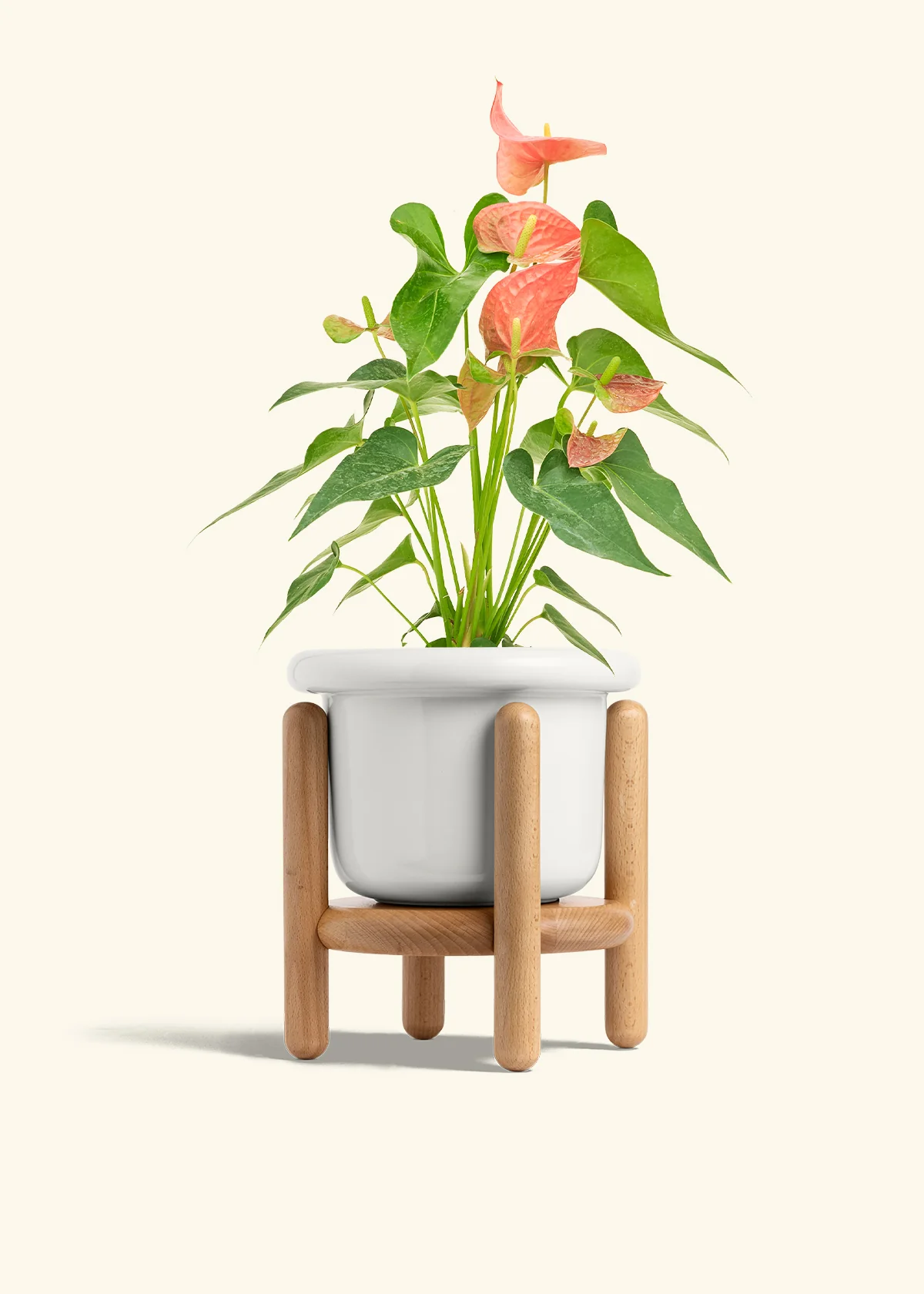 Anthurium 'Pink Flamingo', Medium - Image 7