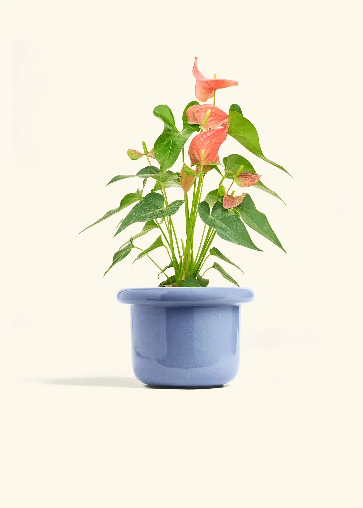 Anthurium 'Pink Flamingo', Medium - Image 8