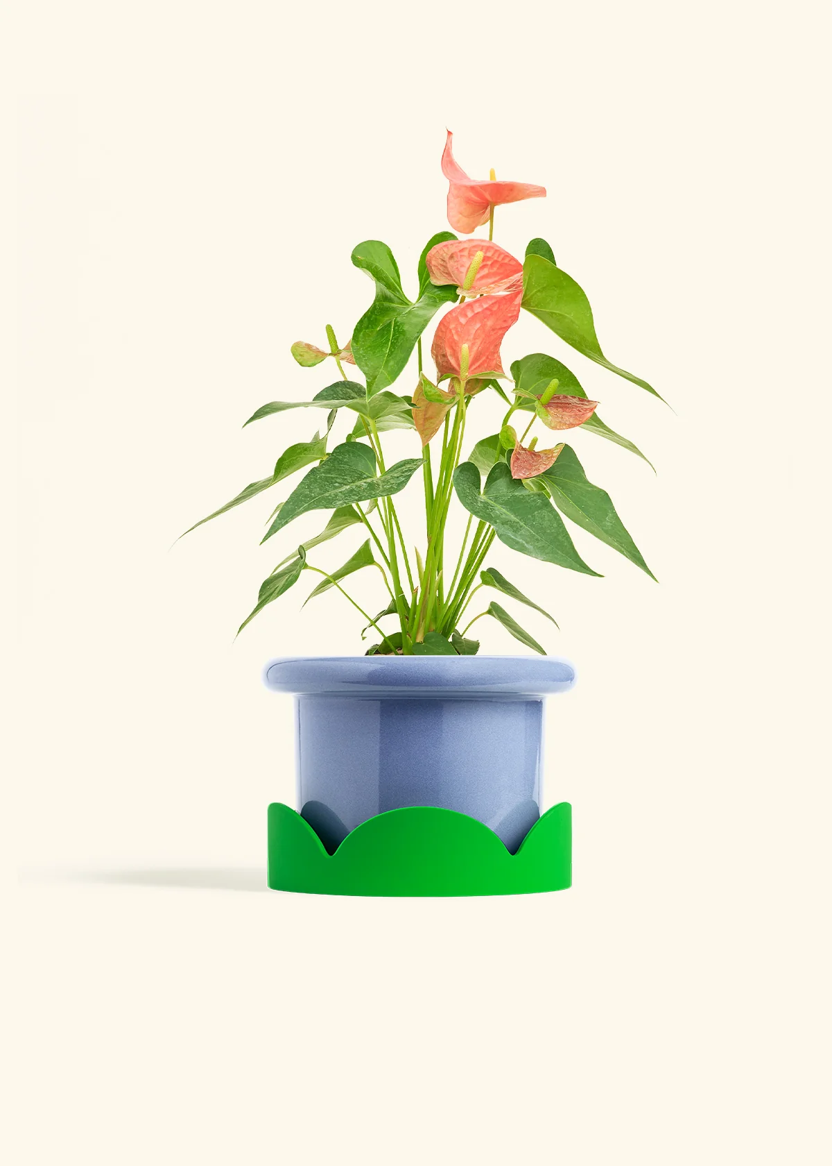 Anthurium 'Pink Flamingo', Medium - Image 9