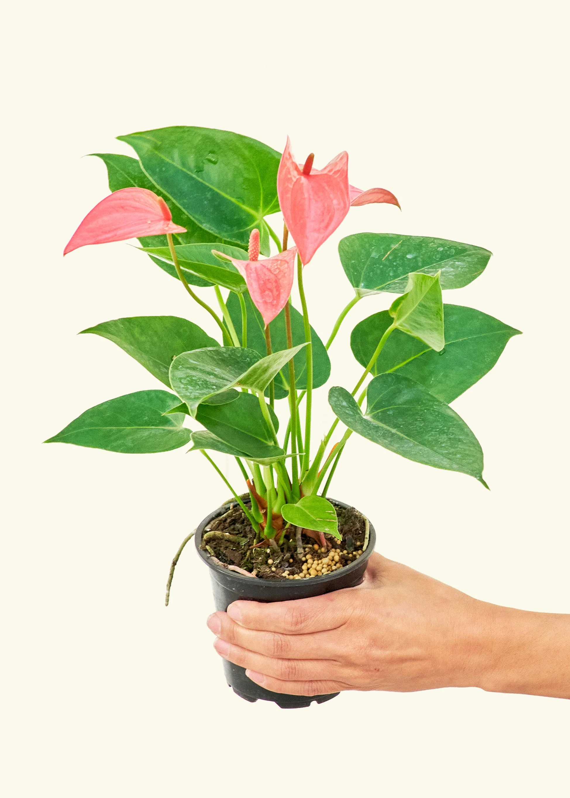 Anthurium 'Pink Flamingo', Small - Image 3