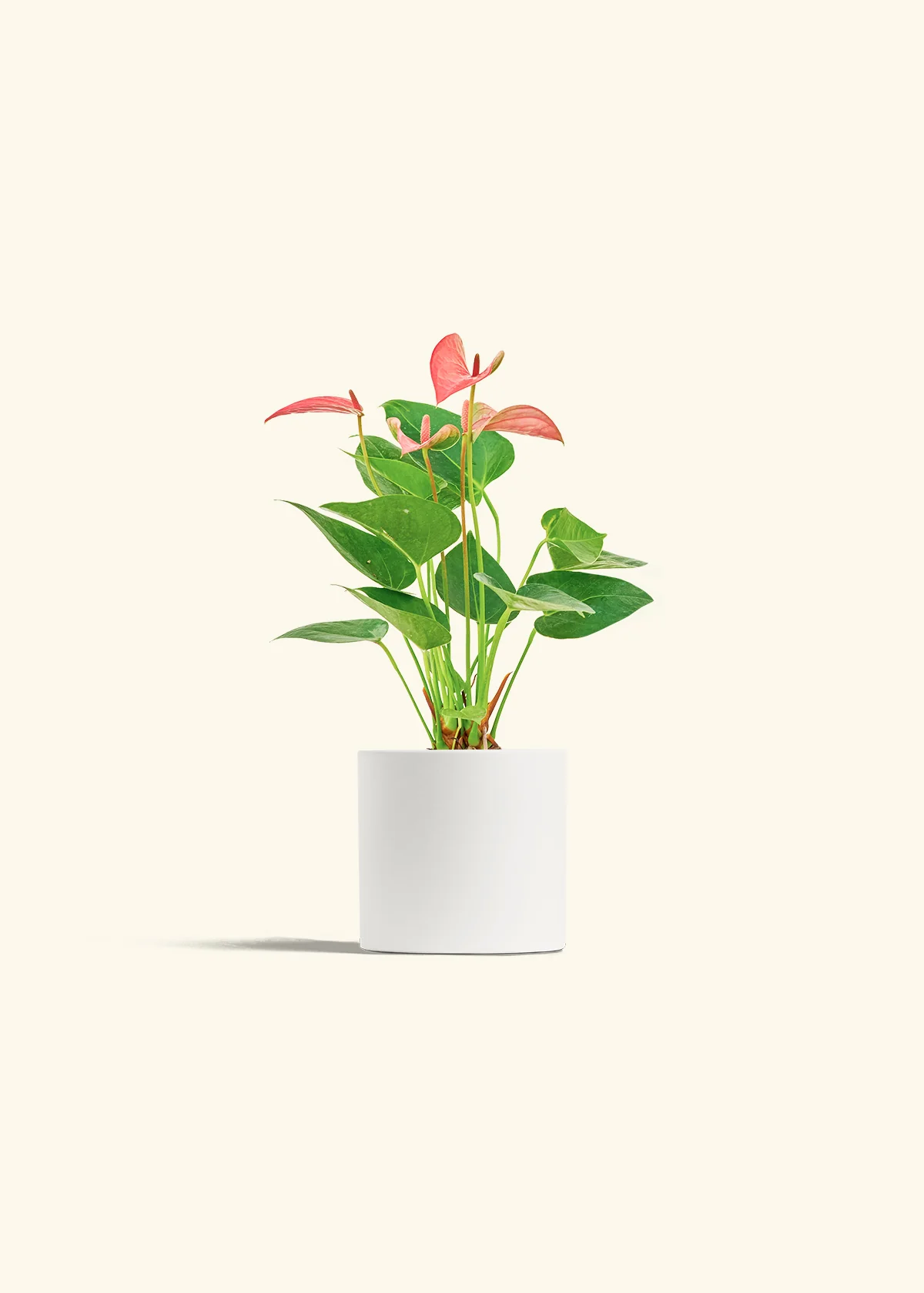 Anthurium 'Pink Flamingo', Small - Image 4