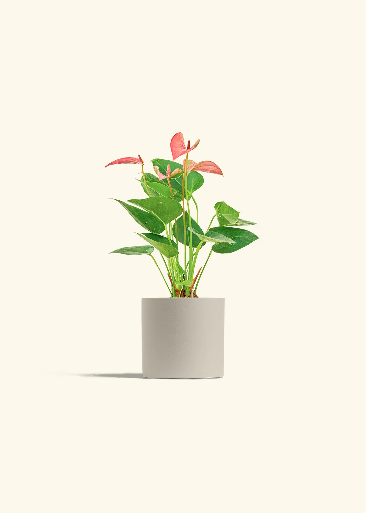 Anthurium 'Pink Flamingo', Small - Image 6