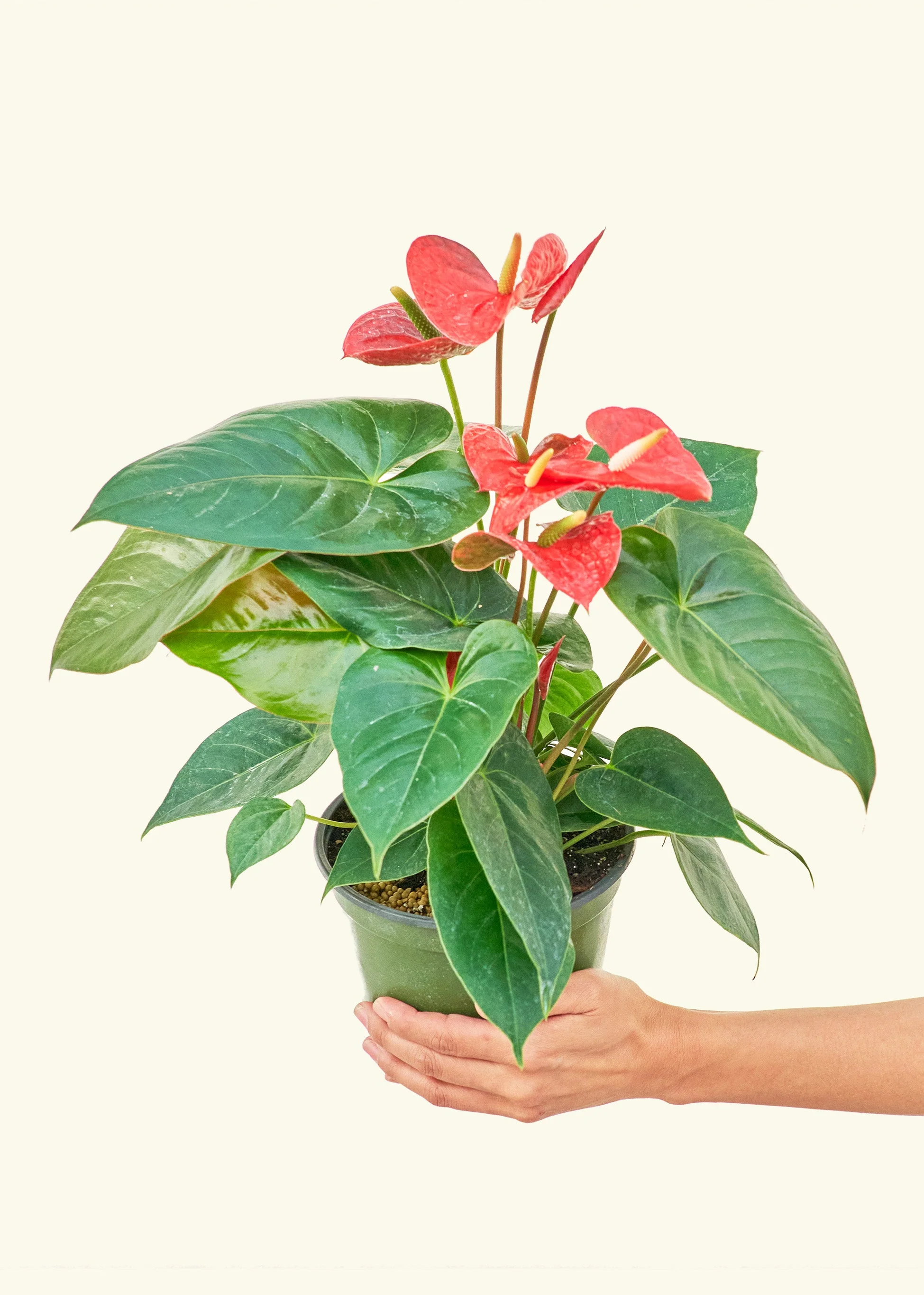 Anthurium 'Red Flamingo', Medium - Image 3
